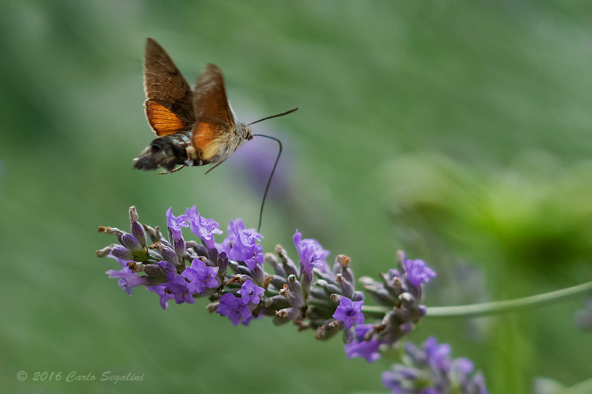 Hawk Moth and Lavender...