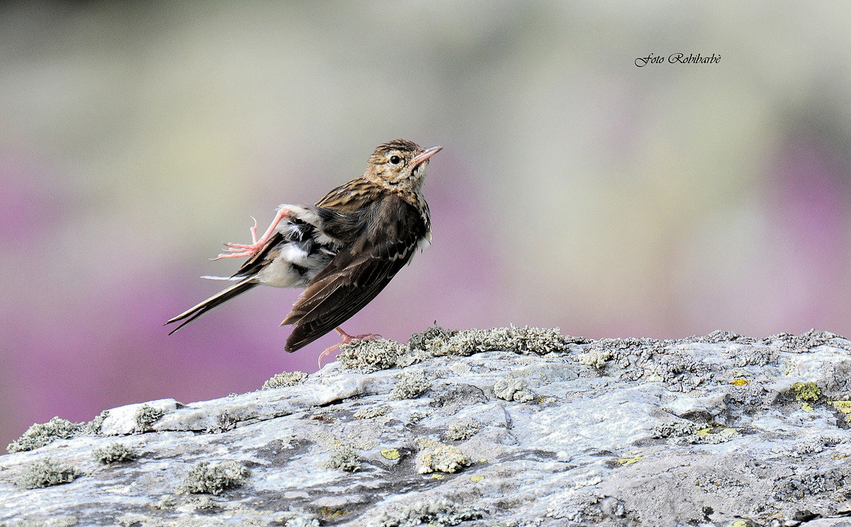 Pipit ... Cleaning morning ......