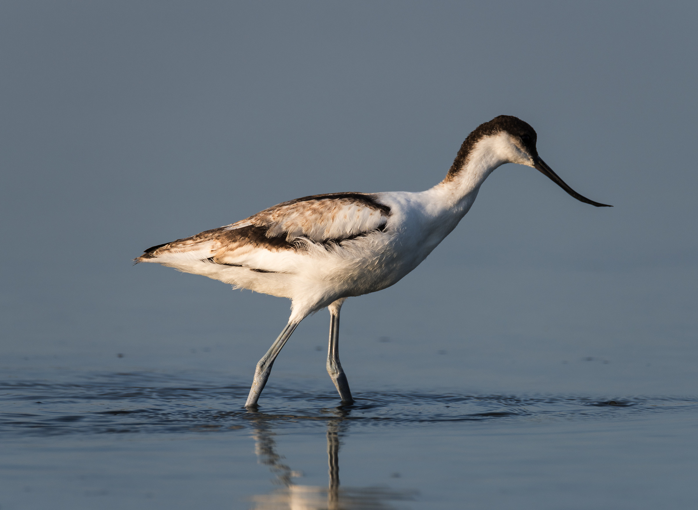 avocet young...
