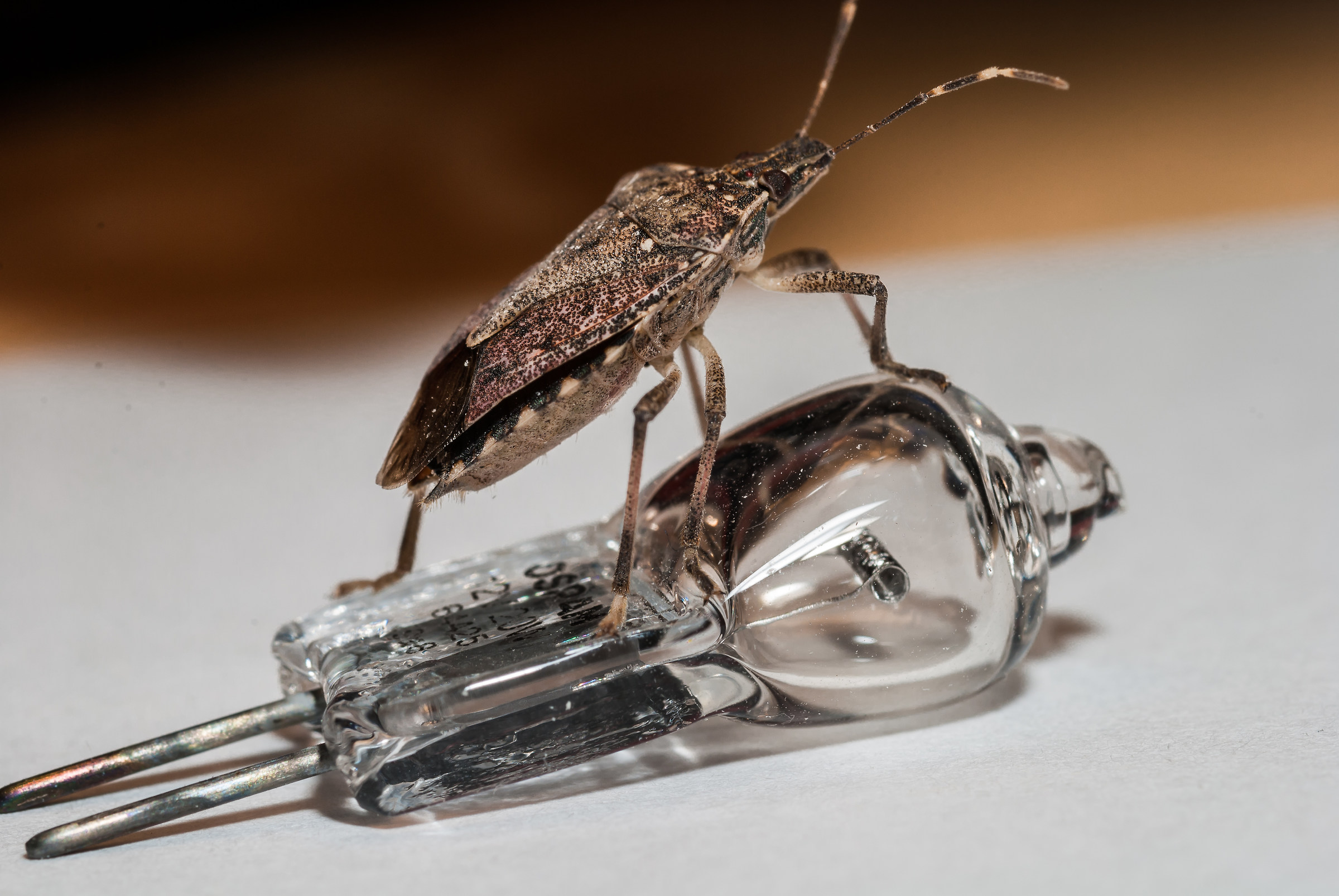 bug on the bulb...