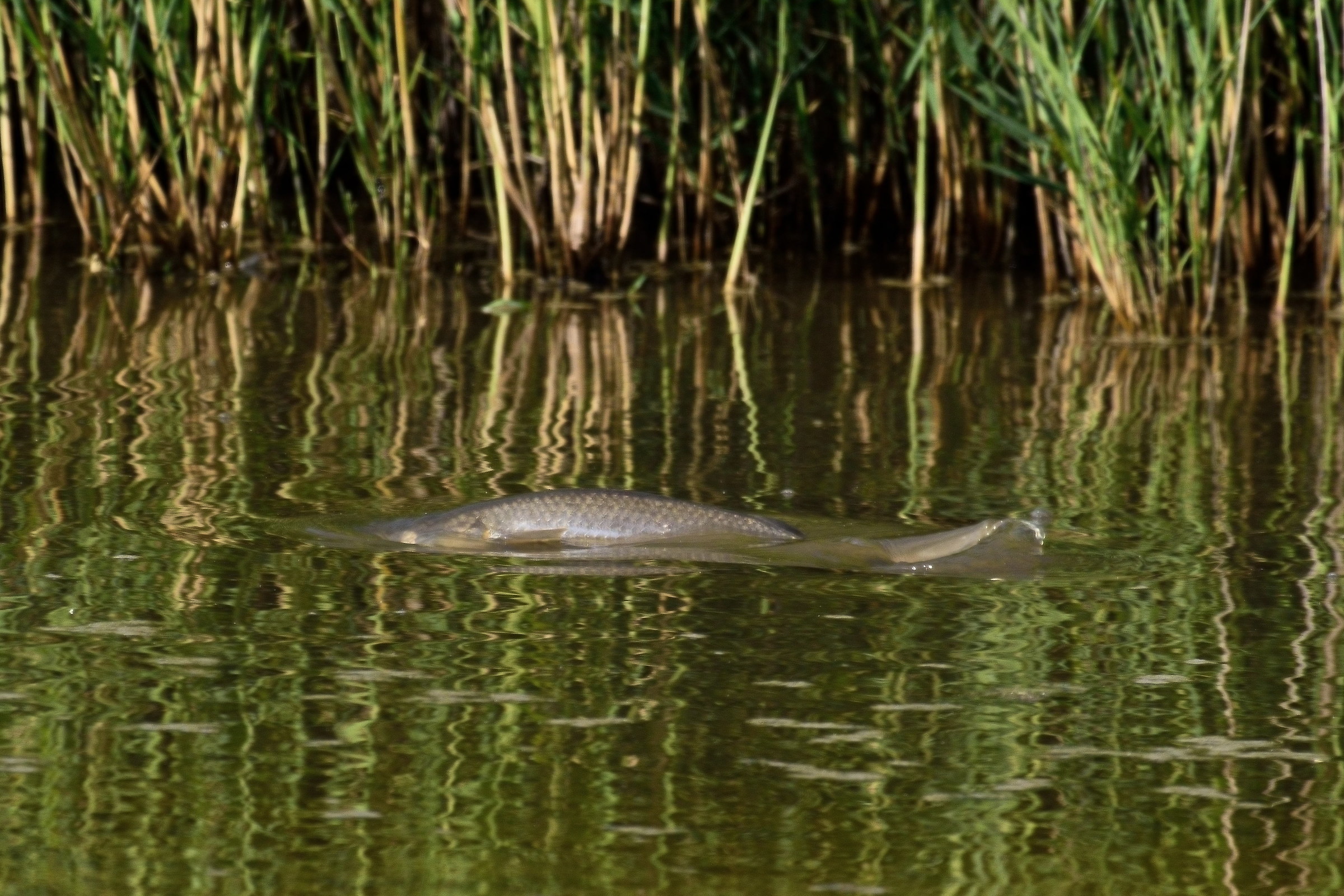 Swamp Thing: 3/4 Kg of mullet....