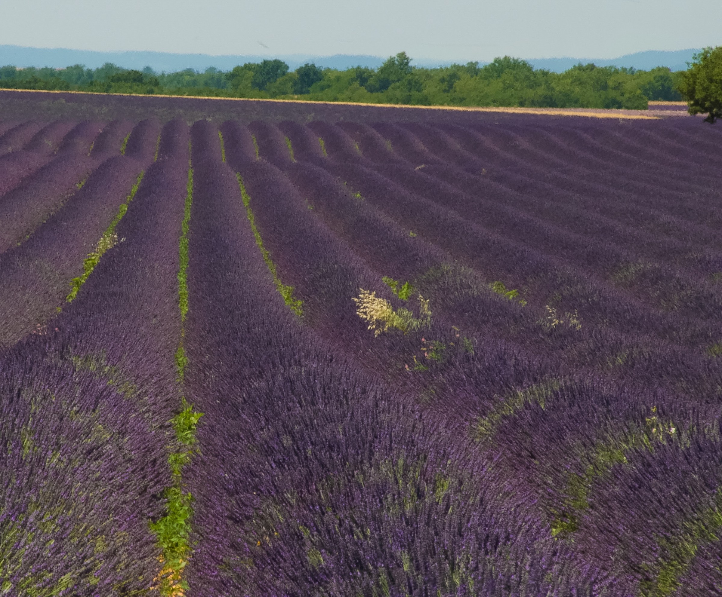 only lavender...