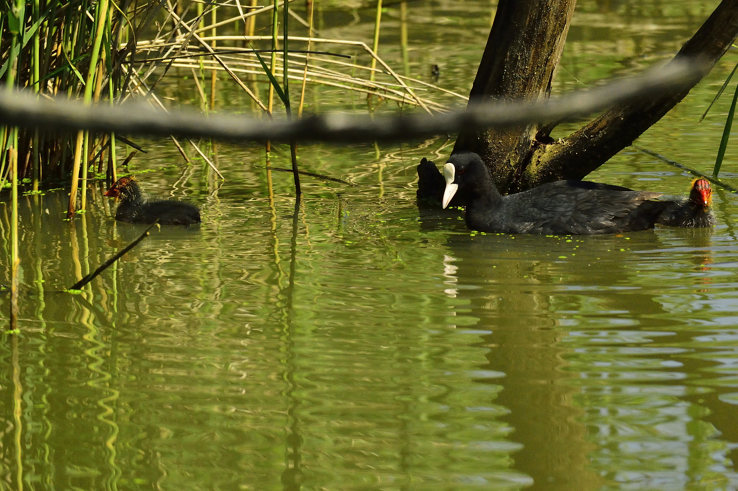 Coot and small...
