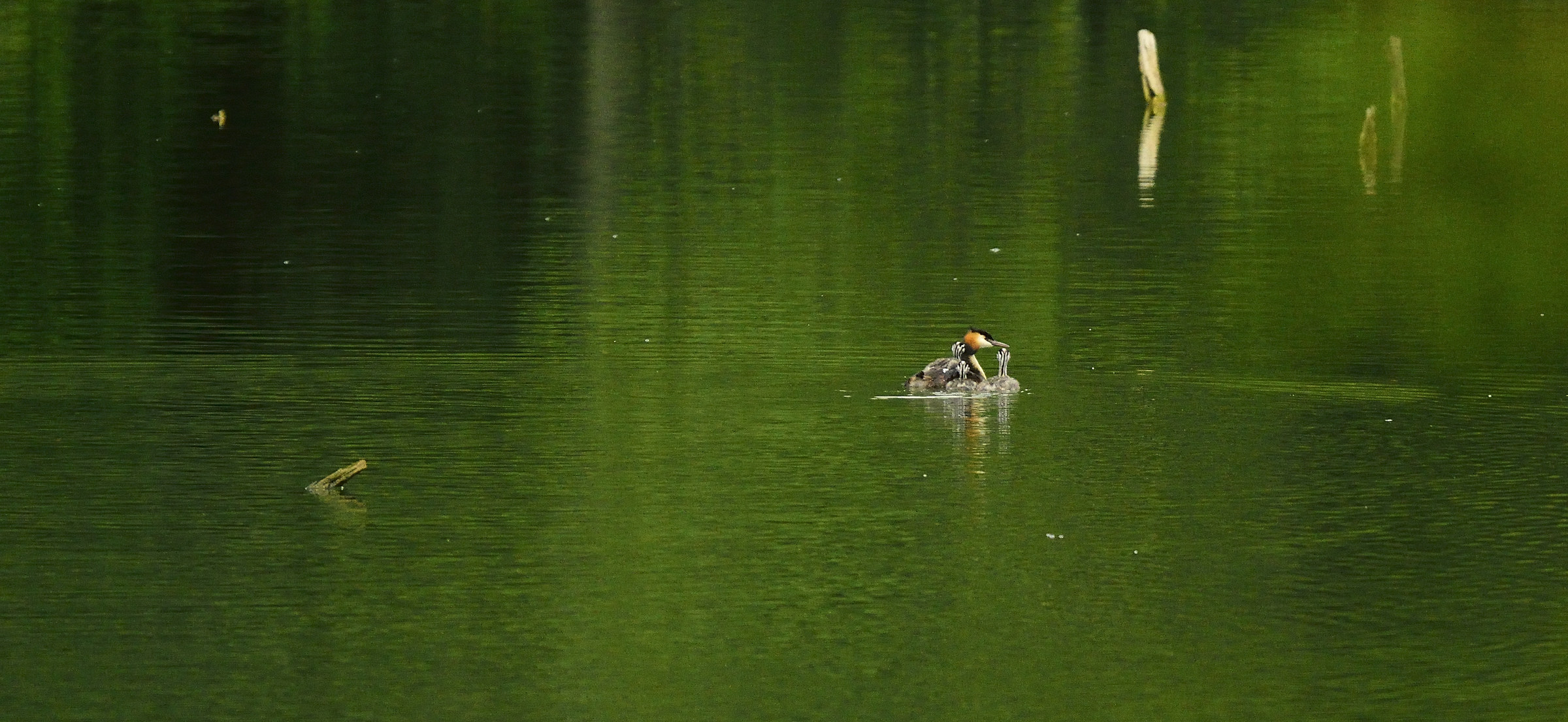 Grebe and her chicks...