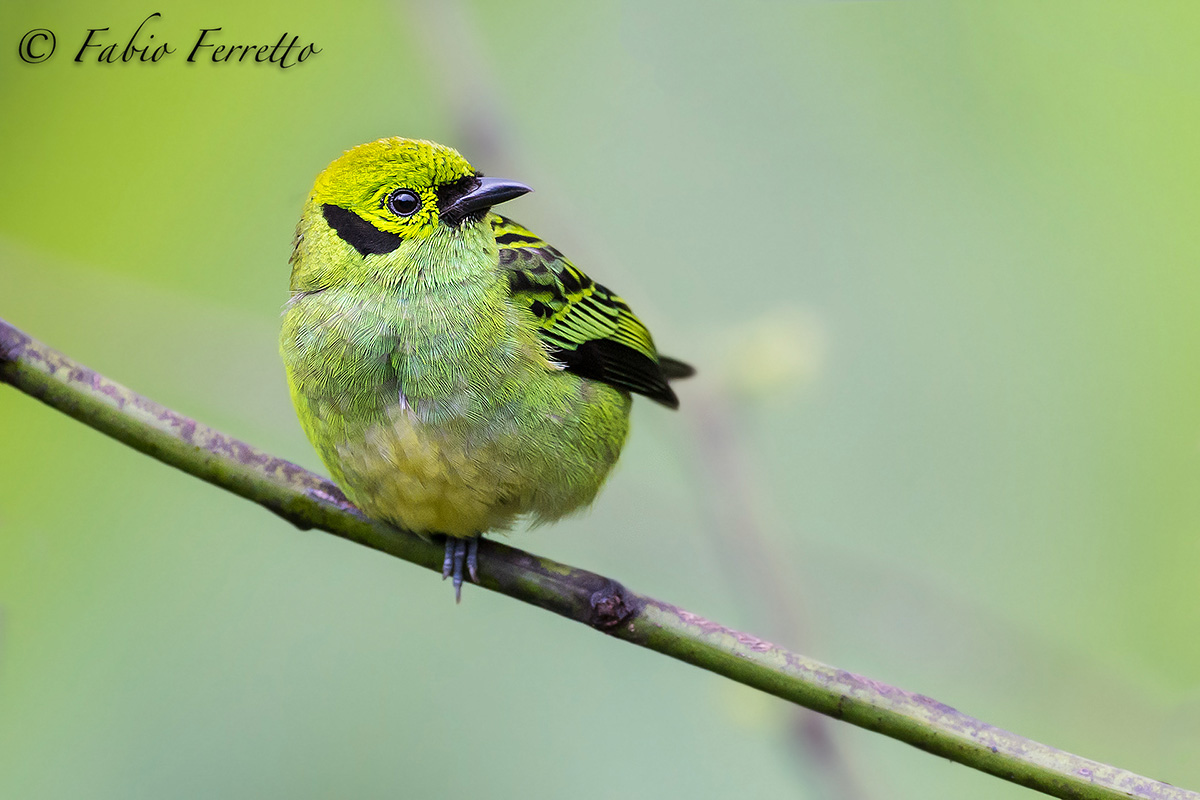 Emerald Tanager...
