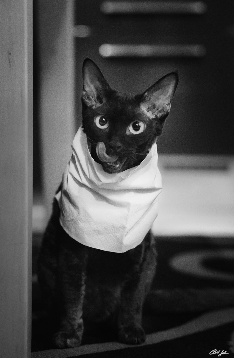 Leyla - Devon Rex...