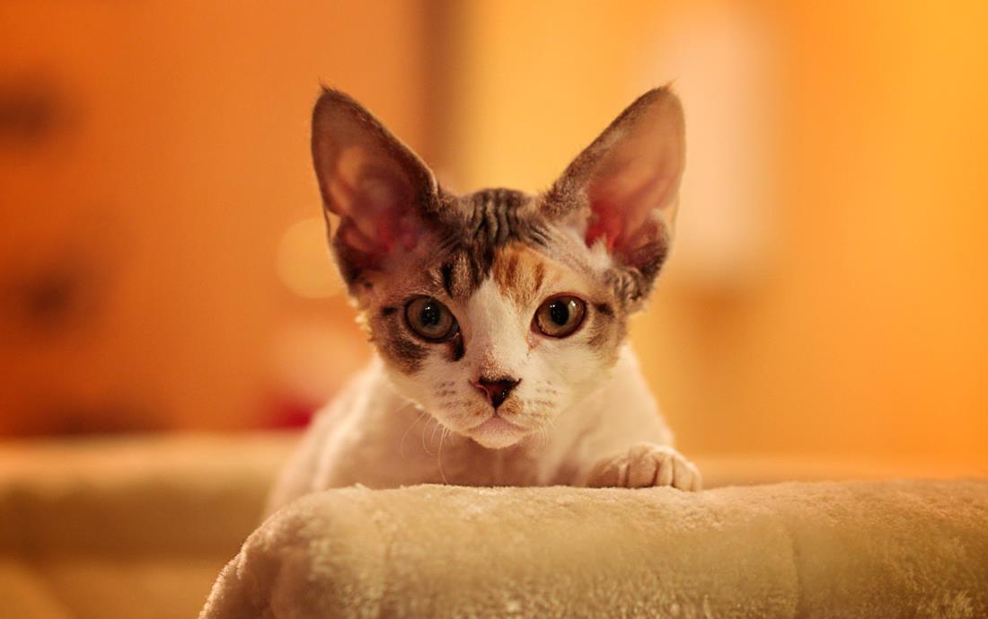 La piccola Zoe - Devon Rex...
