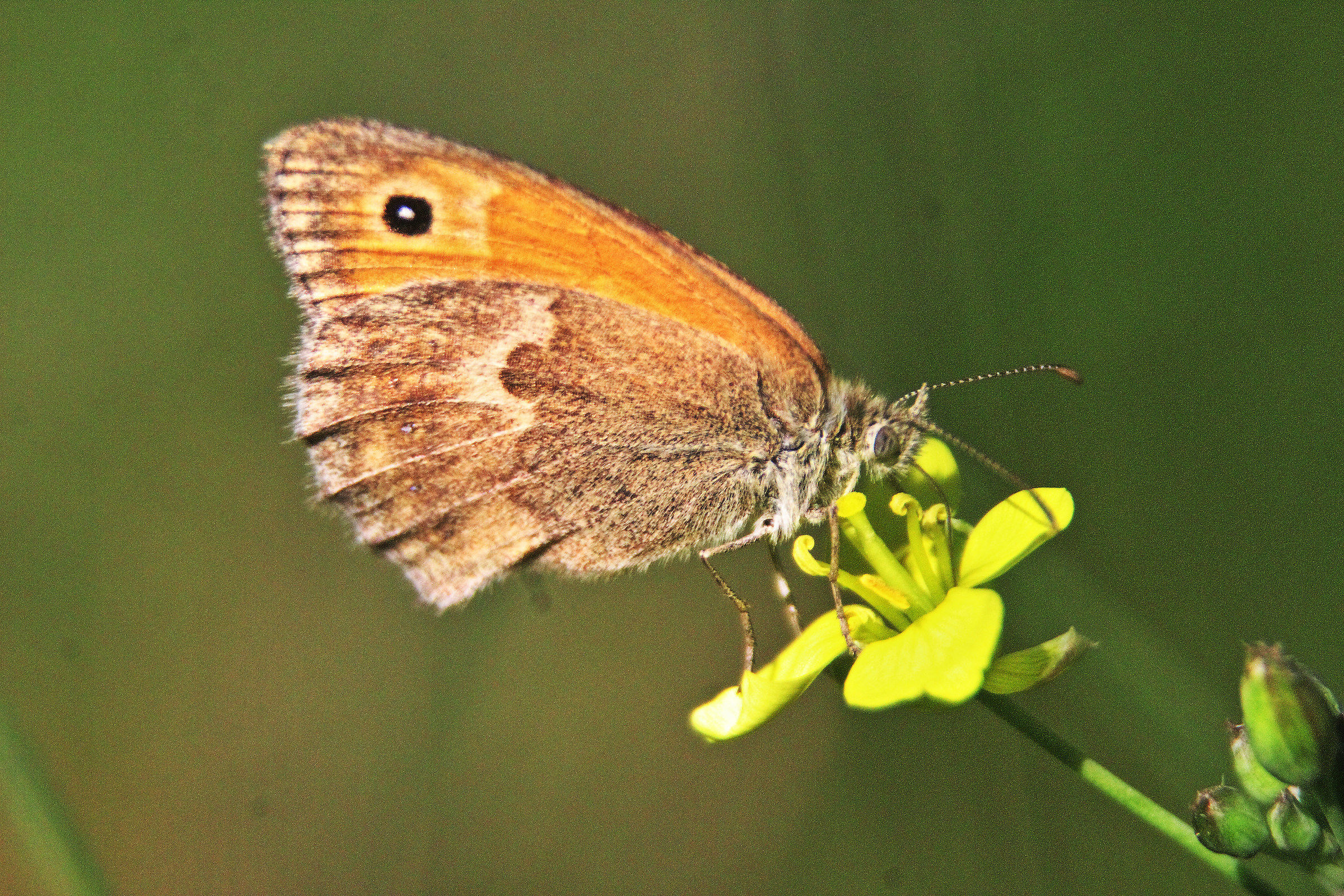 butterfly with eyes...