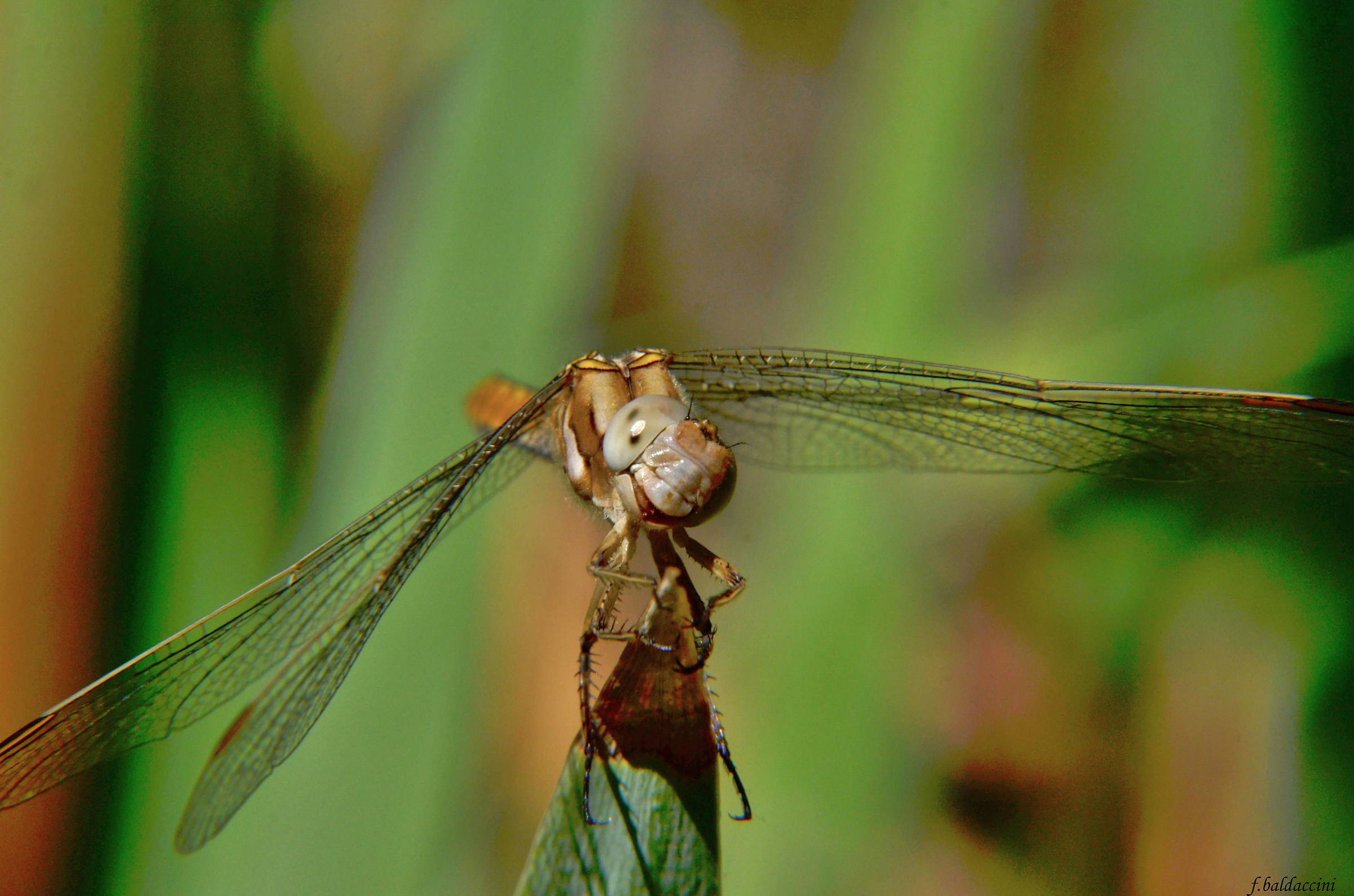 Dragonfly Macro close up...