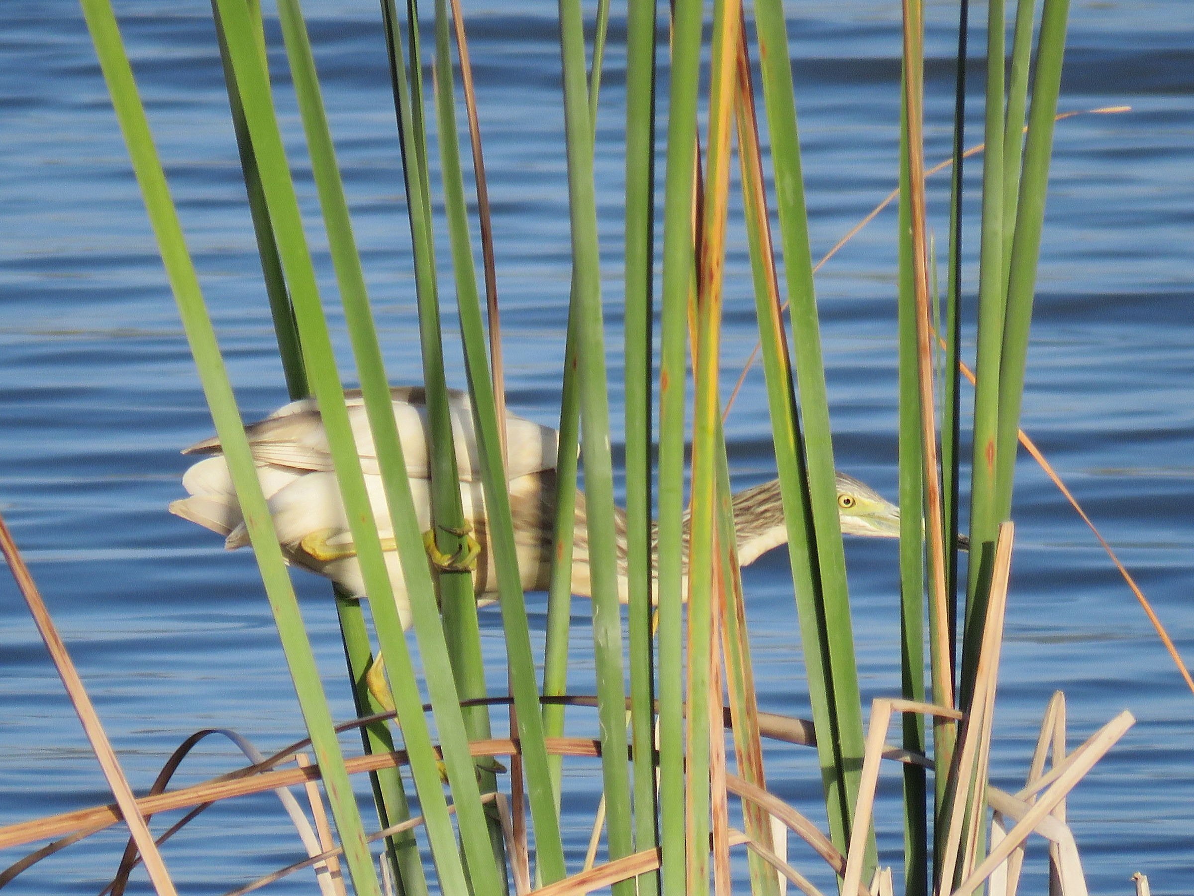 Squacco lurking...