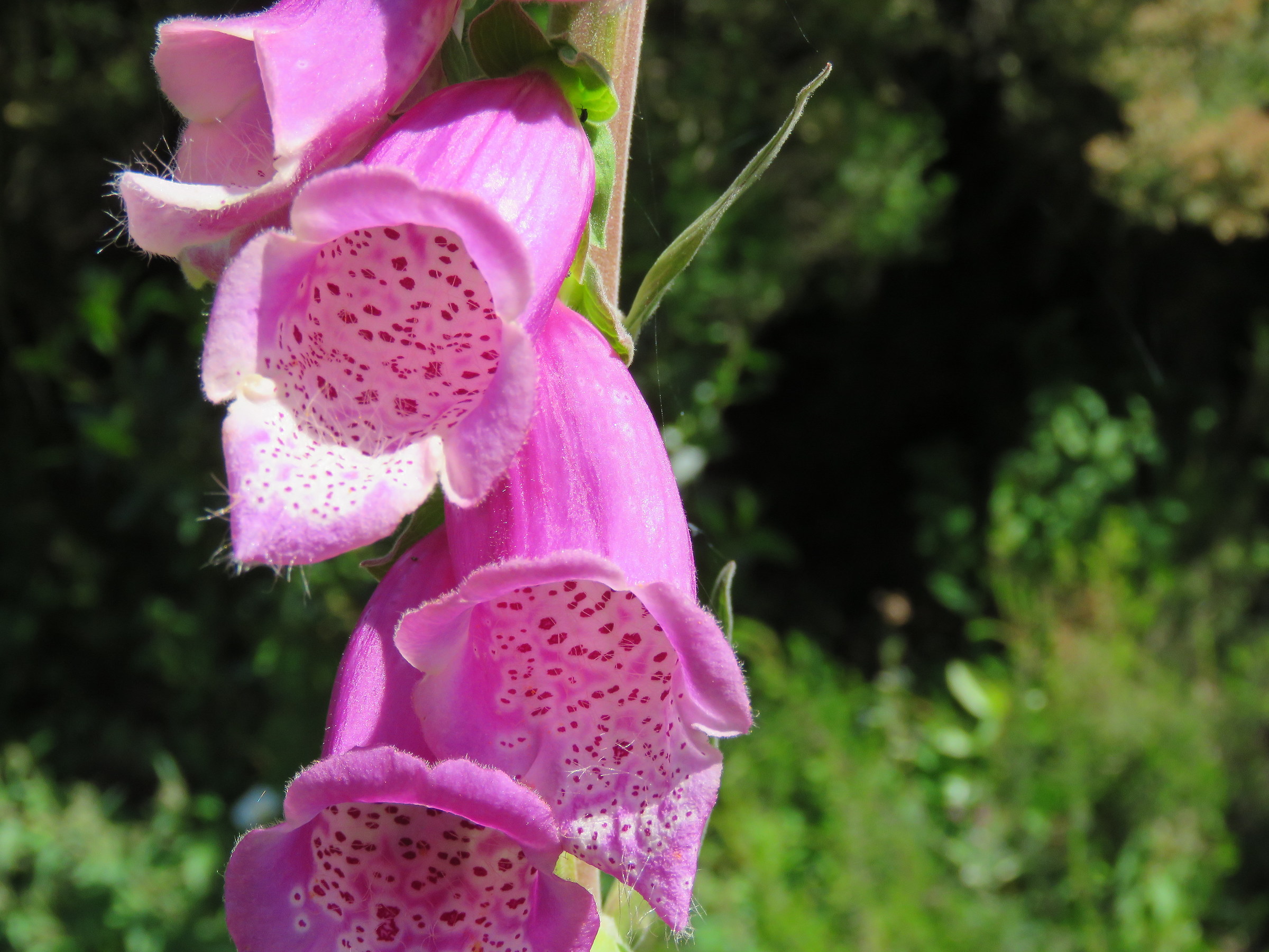 Digitalis purpurea...