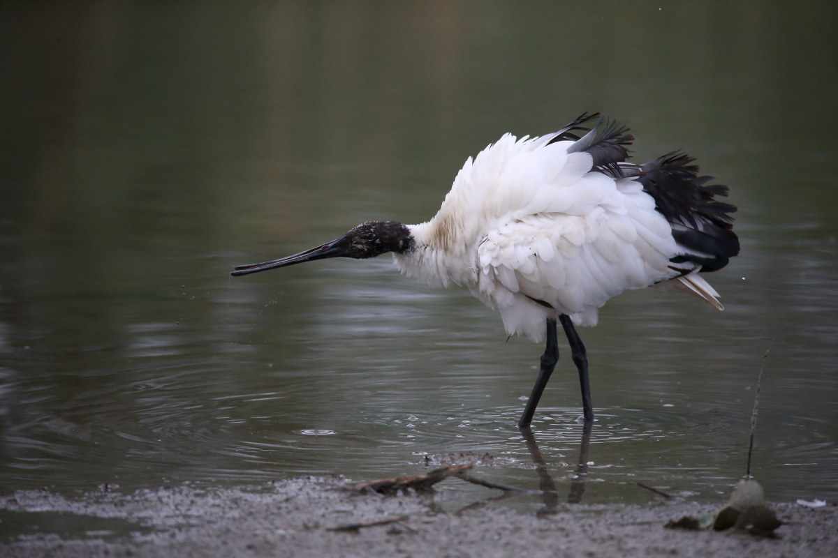 sacred Ibis...