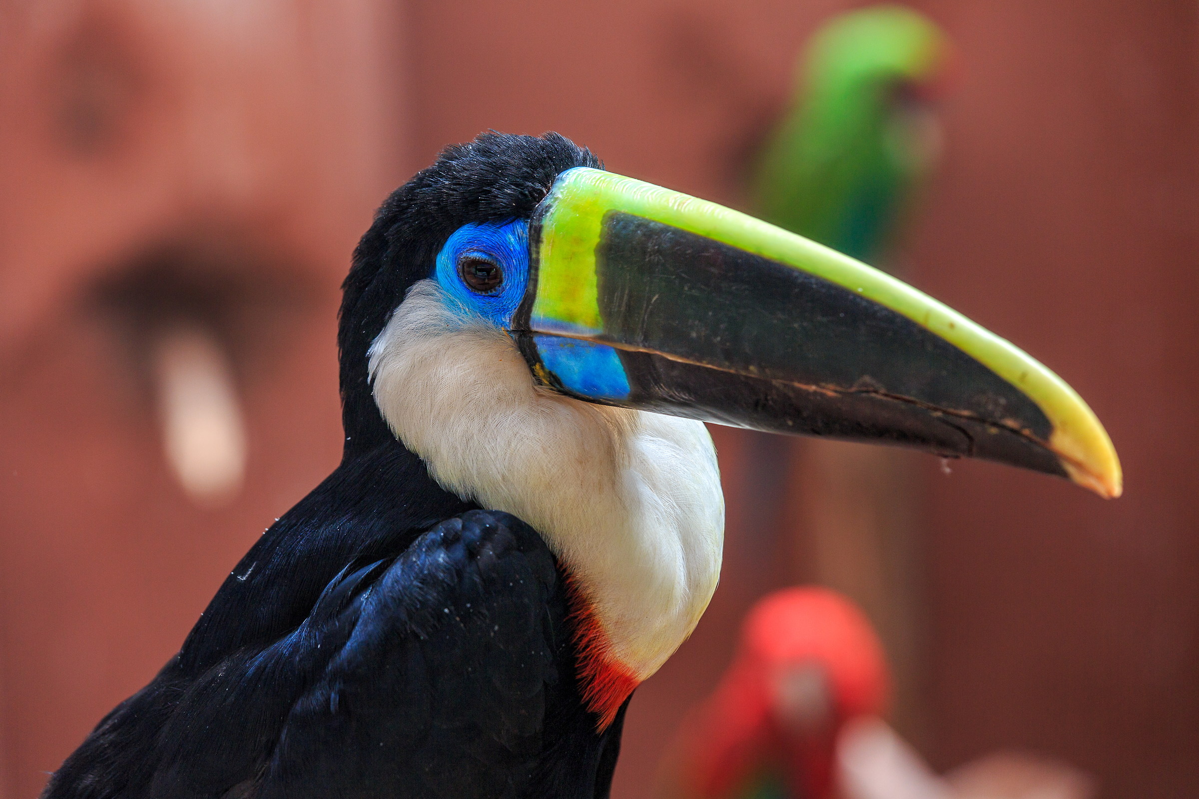 Toucan...