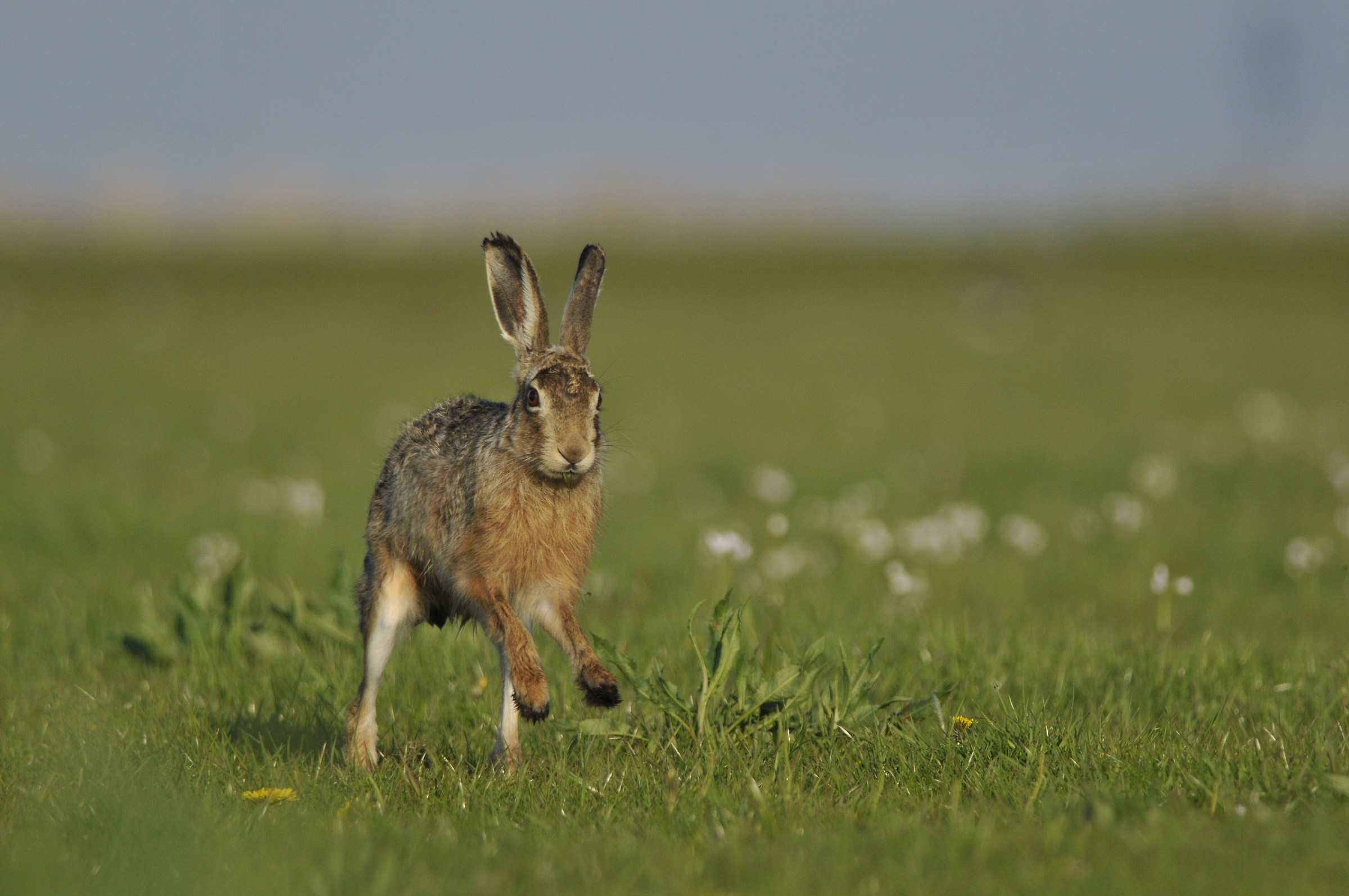 Hare on the run...