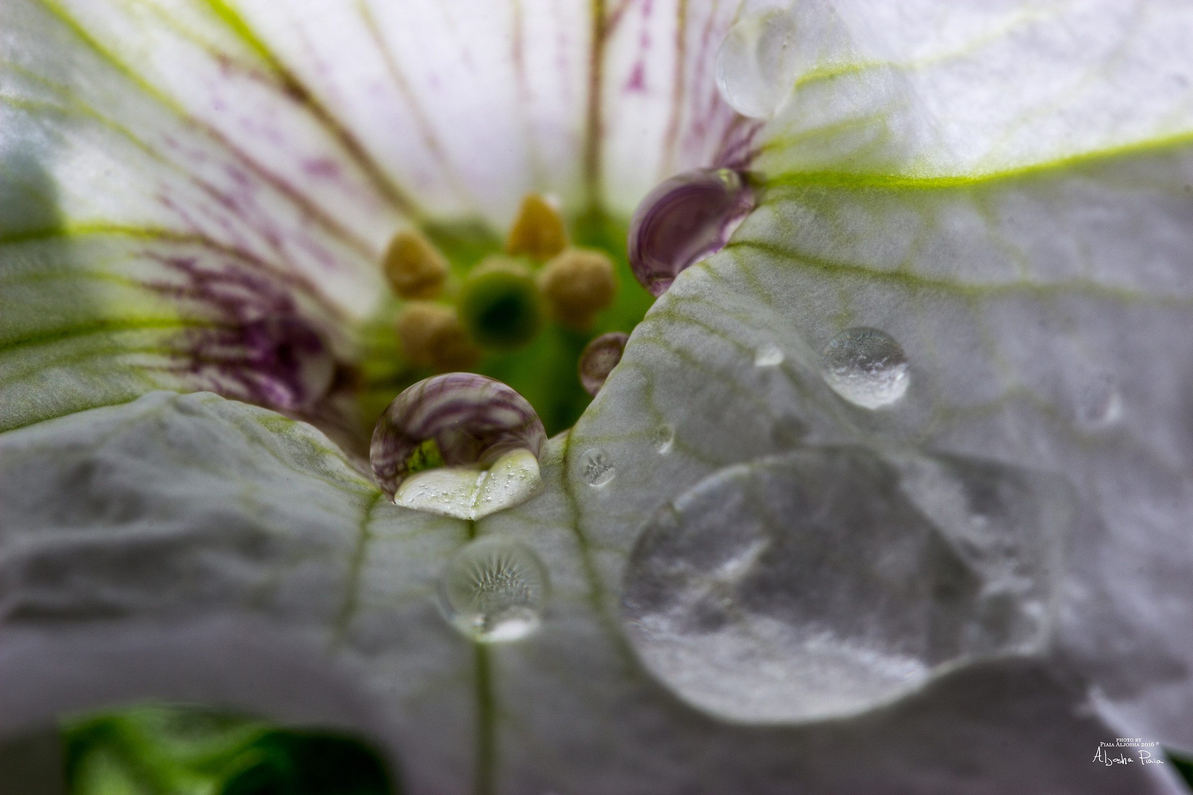 Drops on flower...