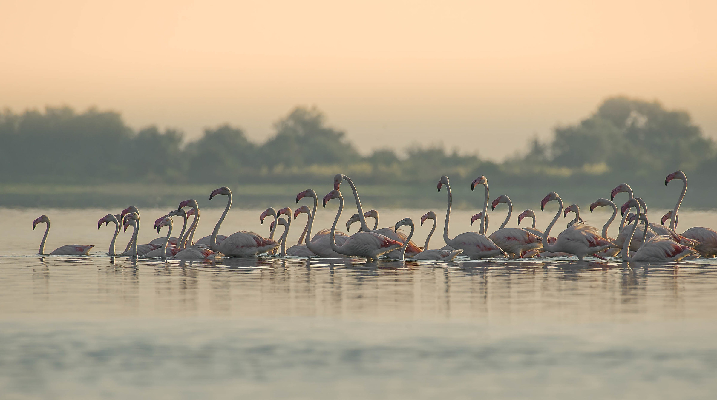 flamingoes at dawn...