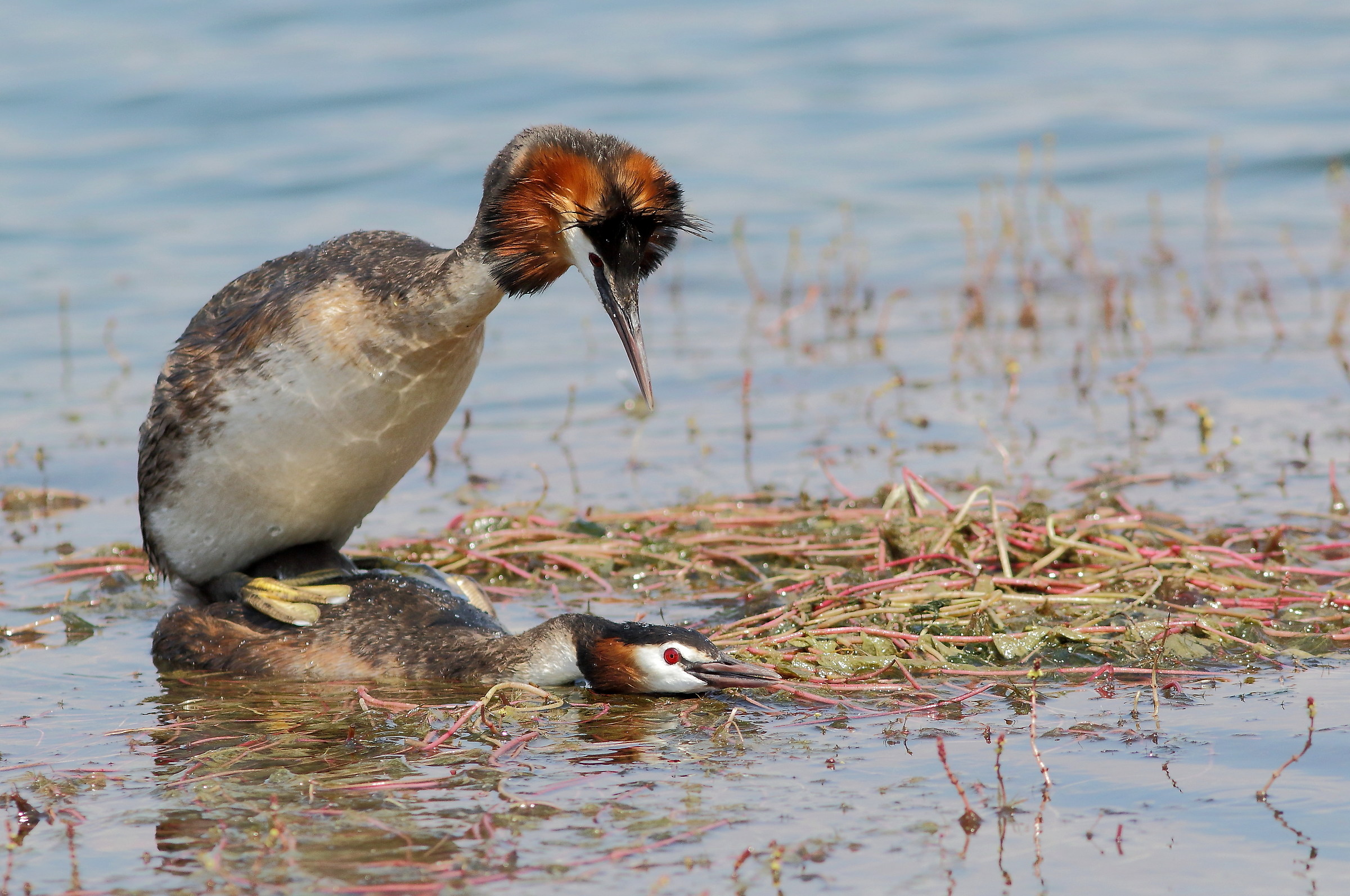 pair of great crested grebes...