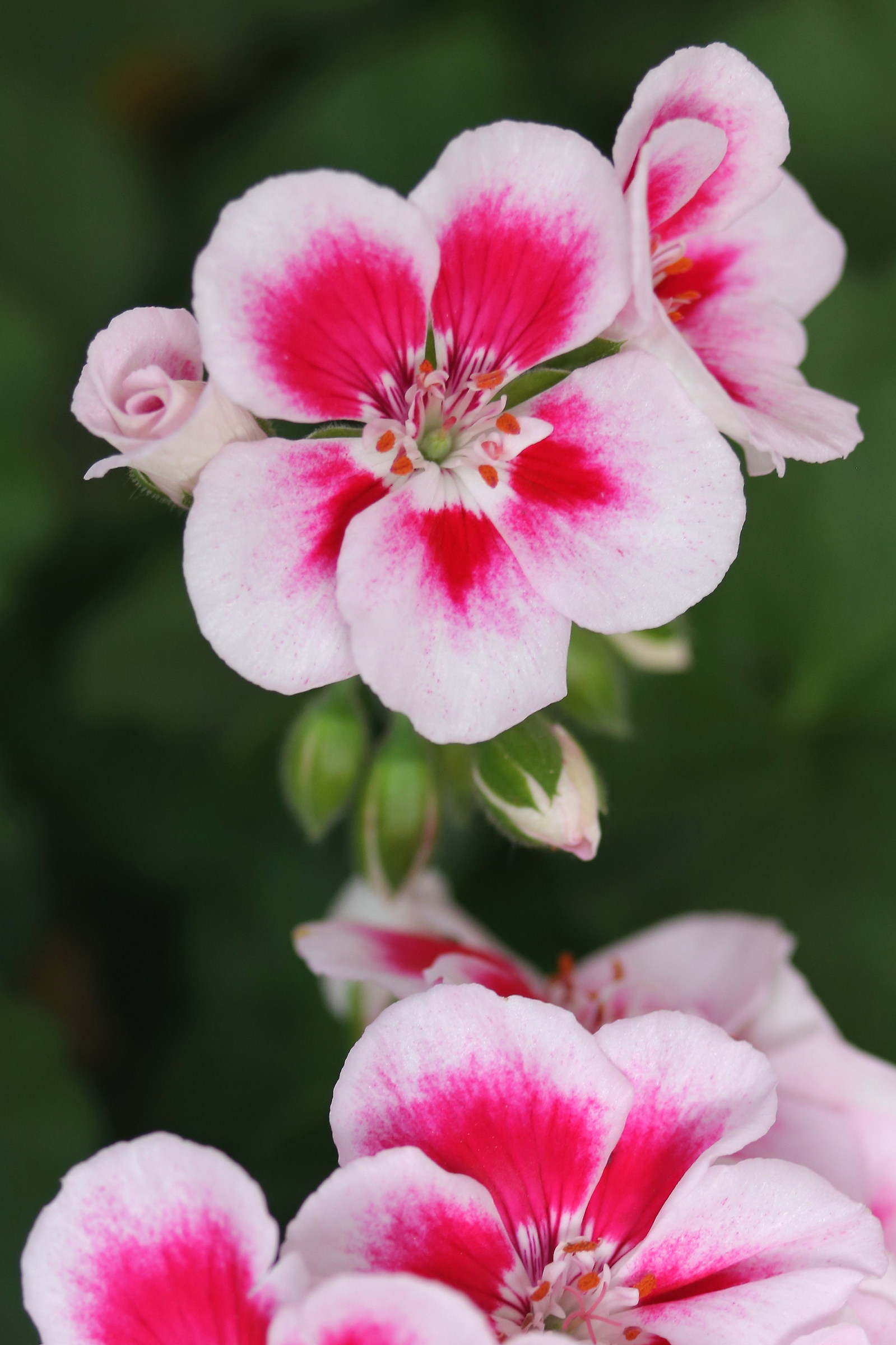 geraniums...