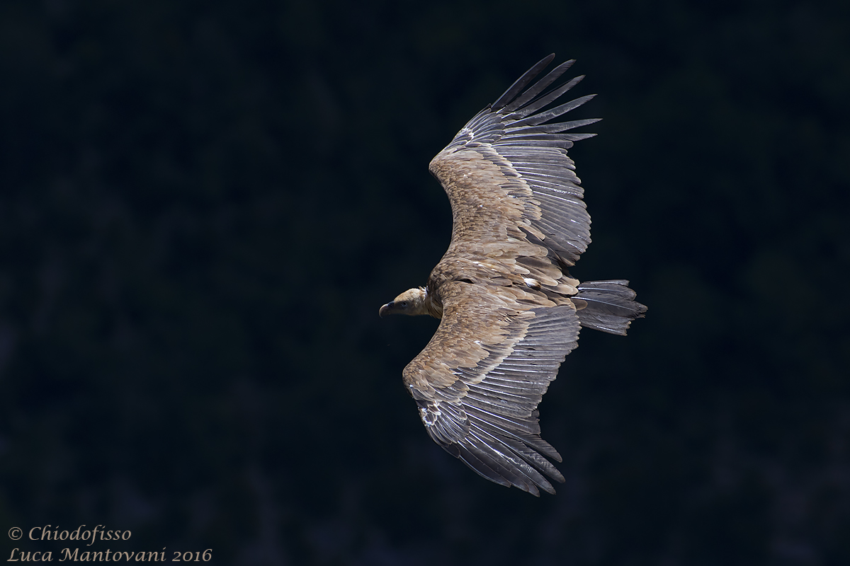 Griffon Vulture in the Verdon Gorge...