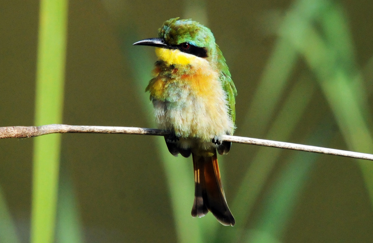 Little Bee-eater = Imm....