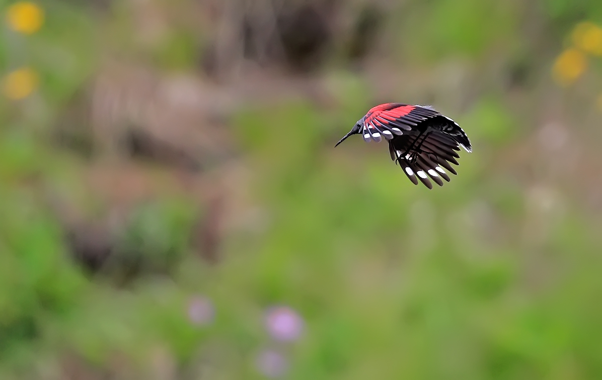 Woodpecker Muraiolo 2016...