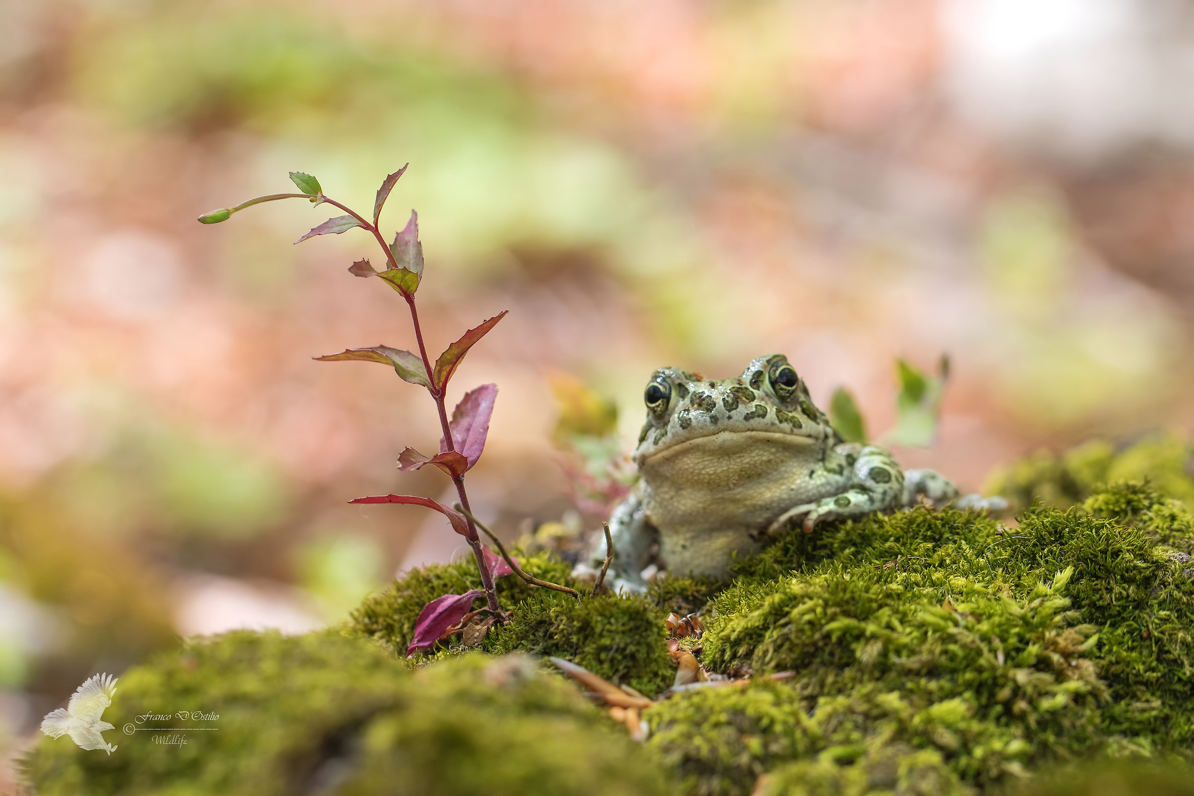 European Green Toad...