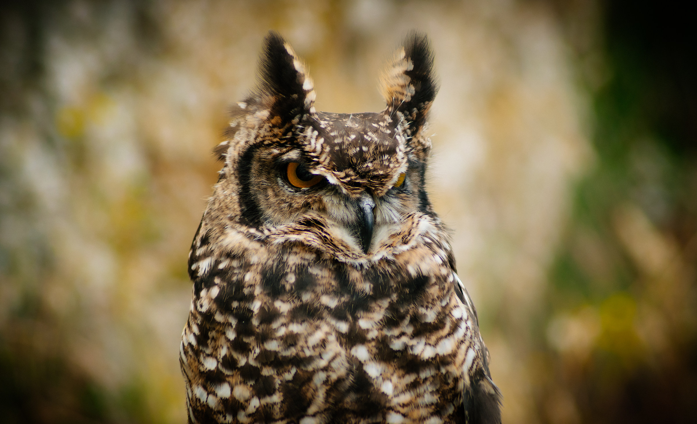 Owl - Elcito...
