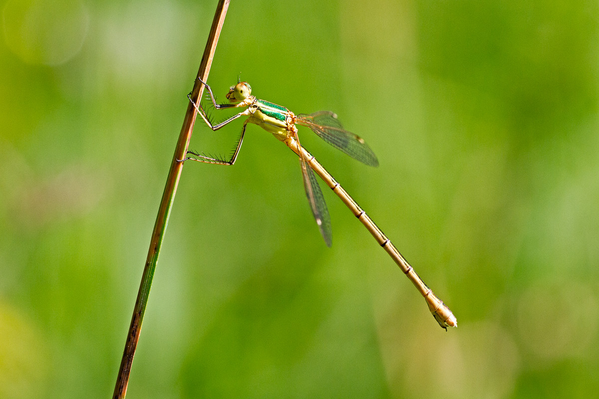 Lestes barbarus - female...