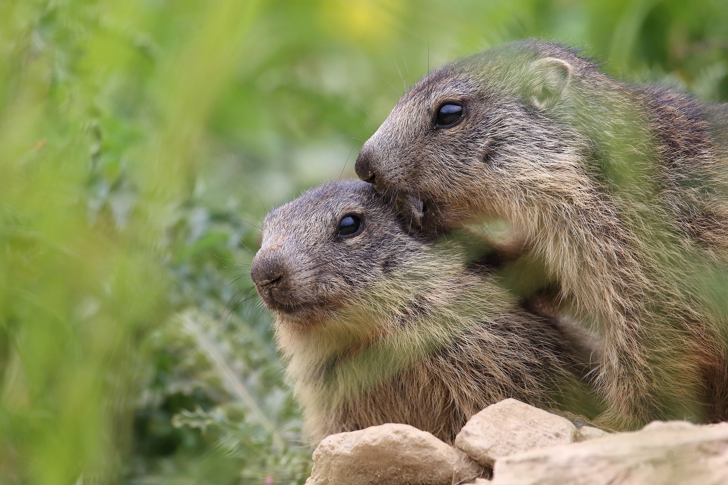 young marmots...