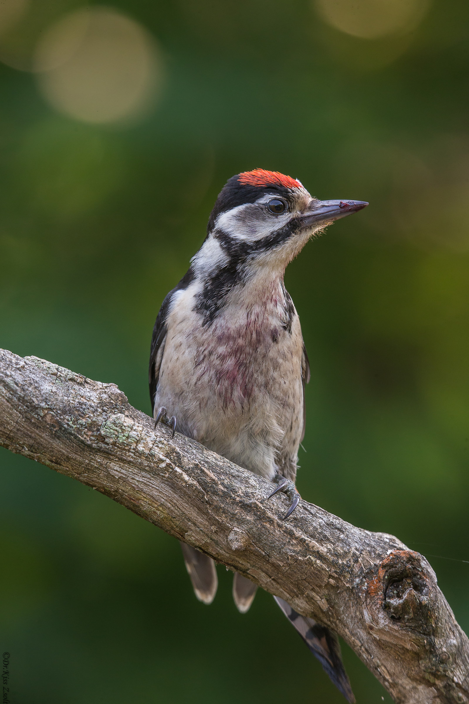 Great spotted woodpecker...