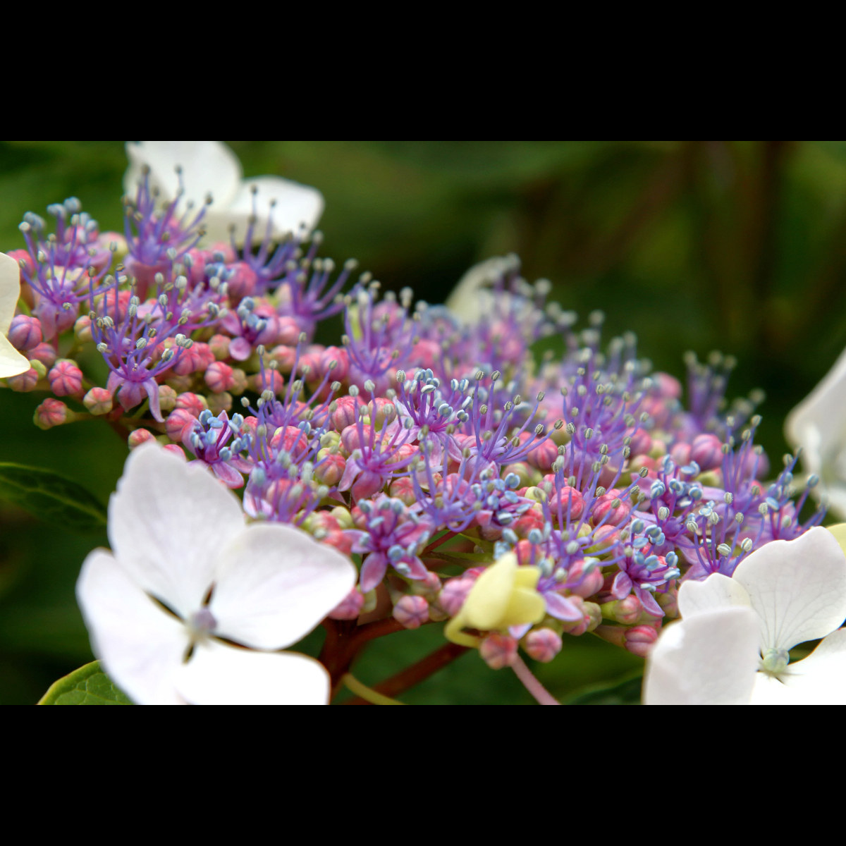 Floraison...