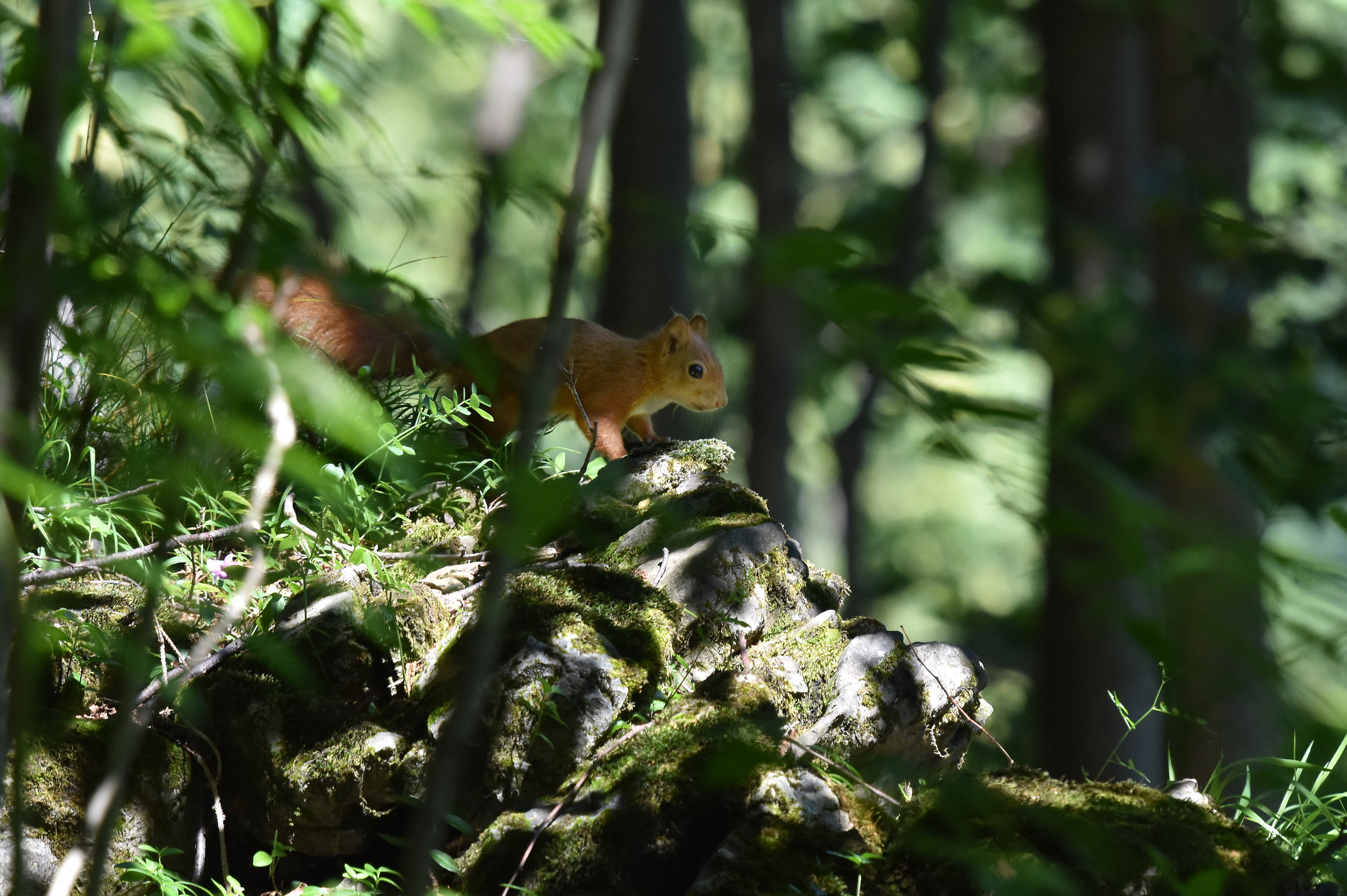red squirrel...