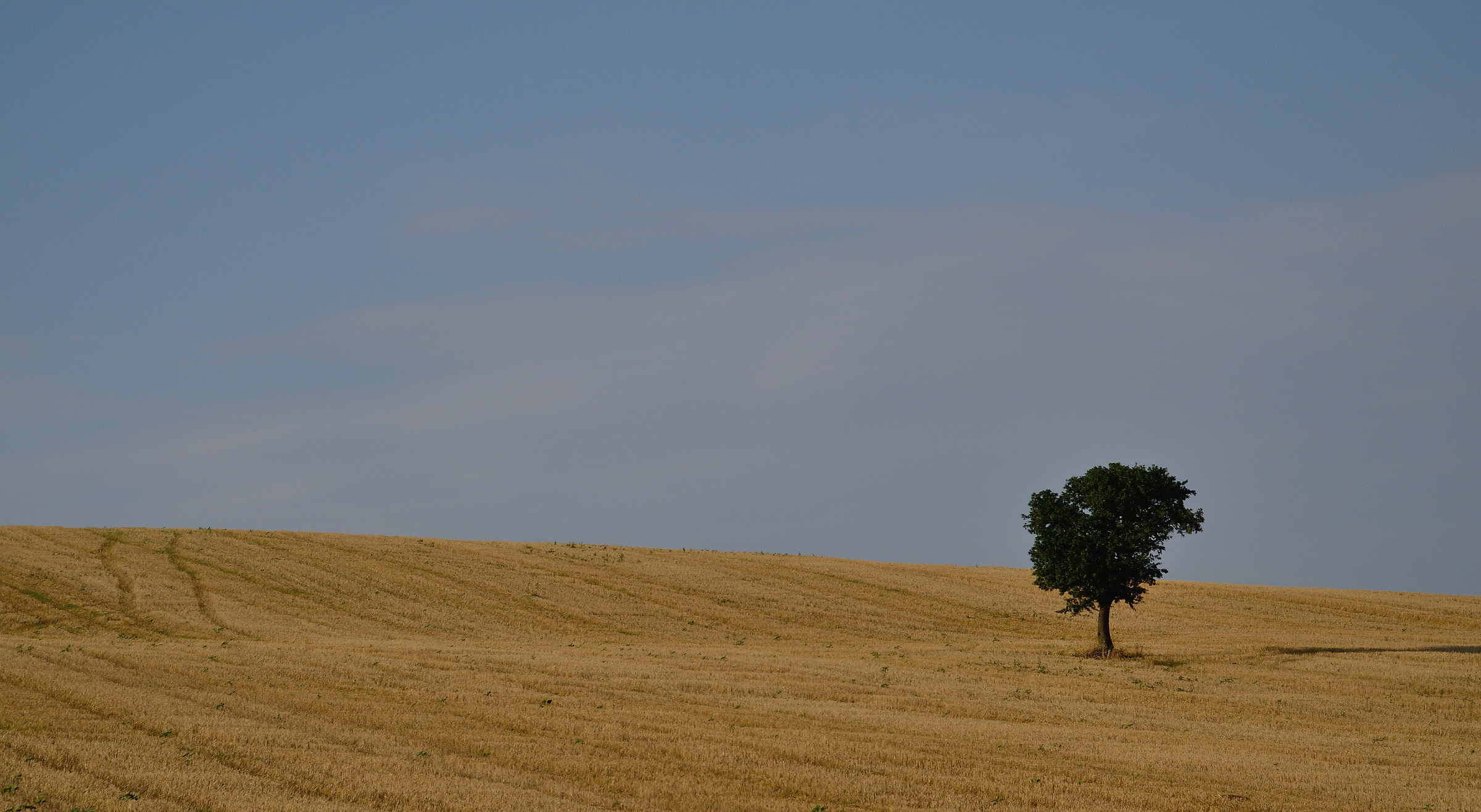 Biccari - L'albero solitario...