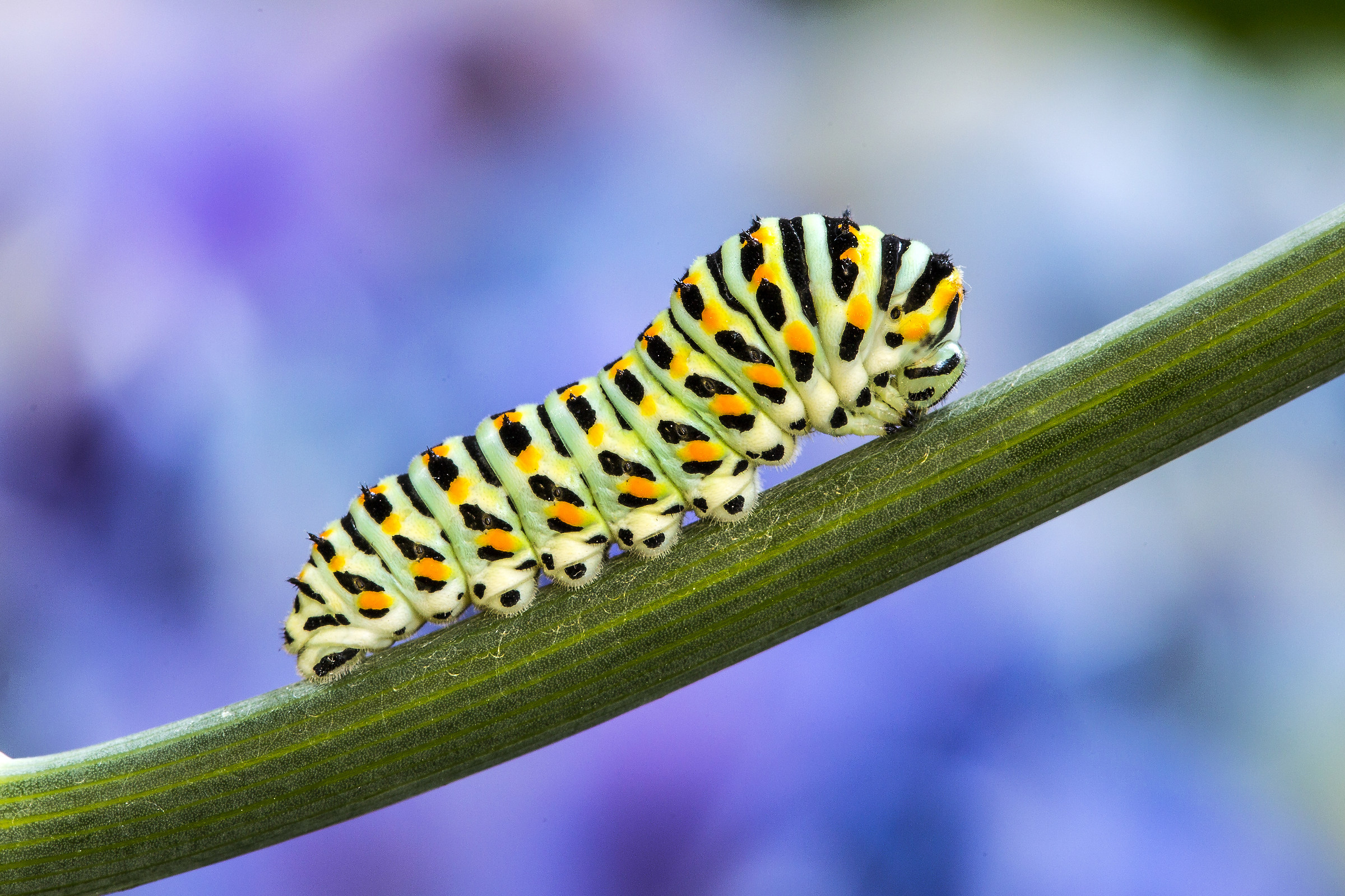 caterpillar of swallowtail...
