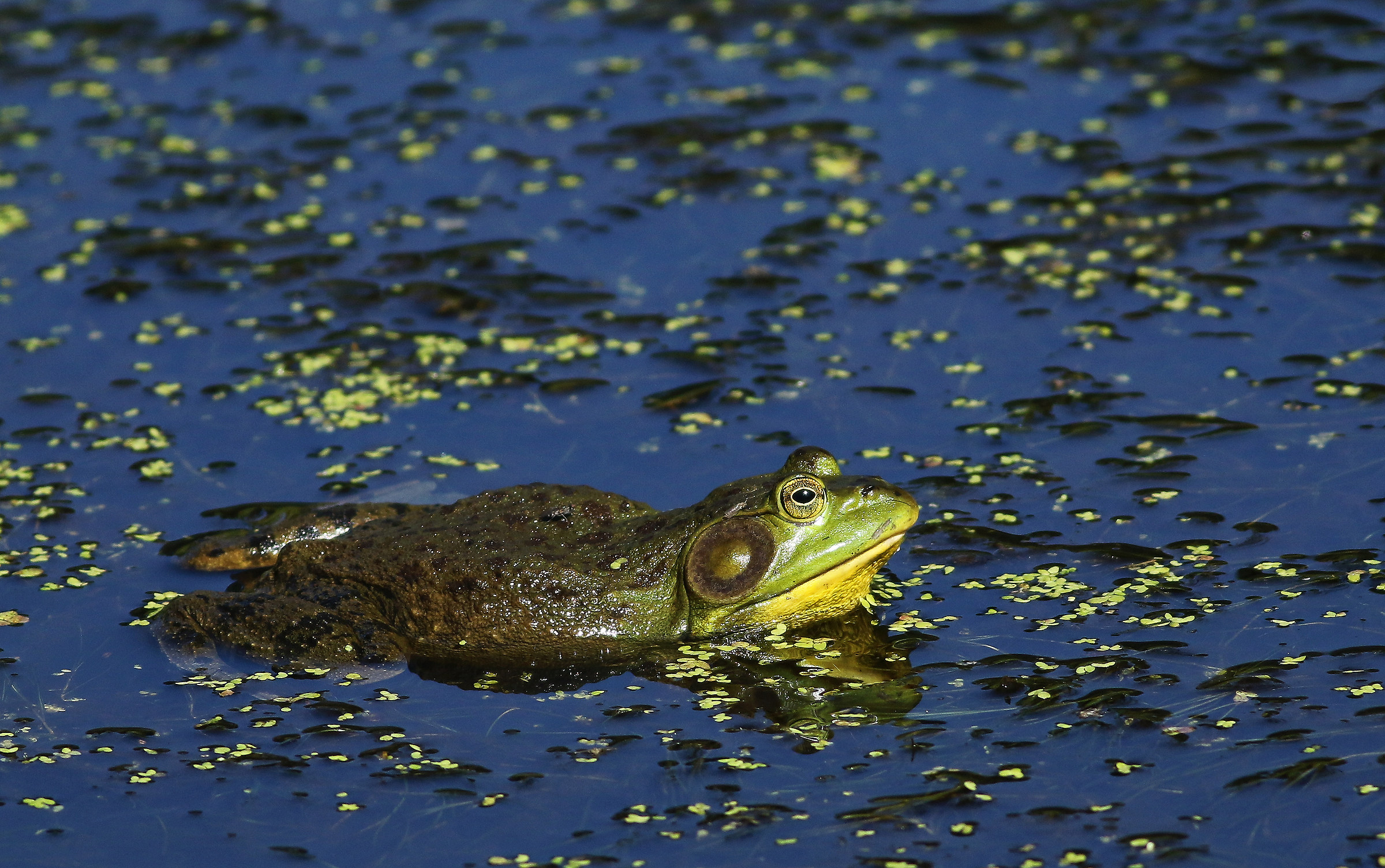 Frog Soup...