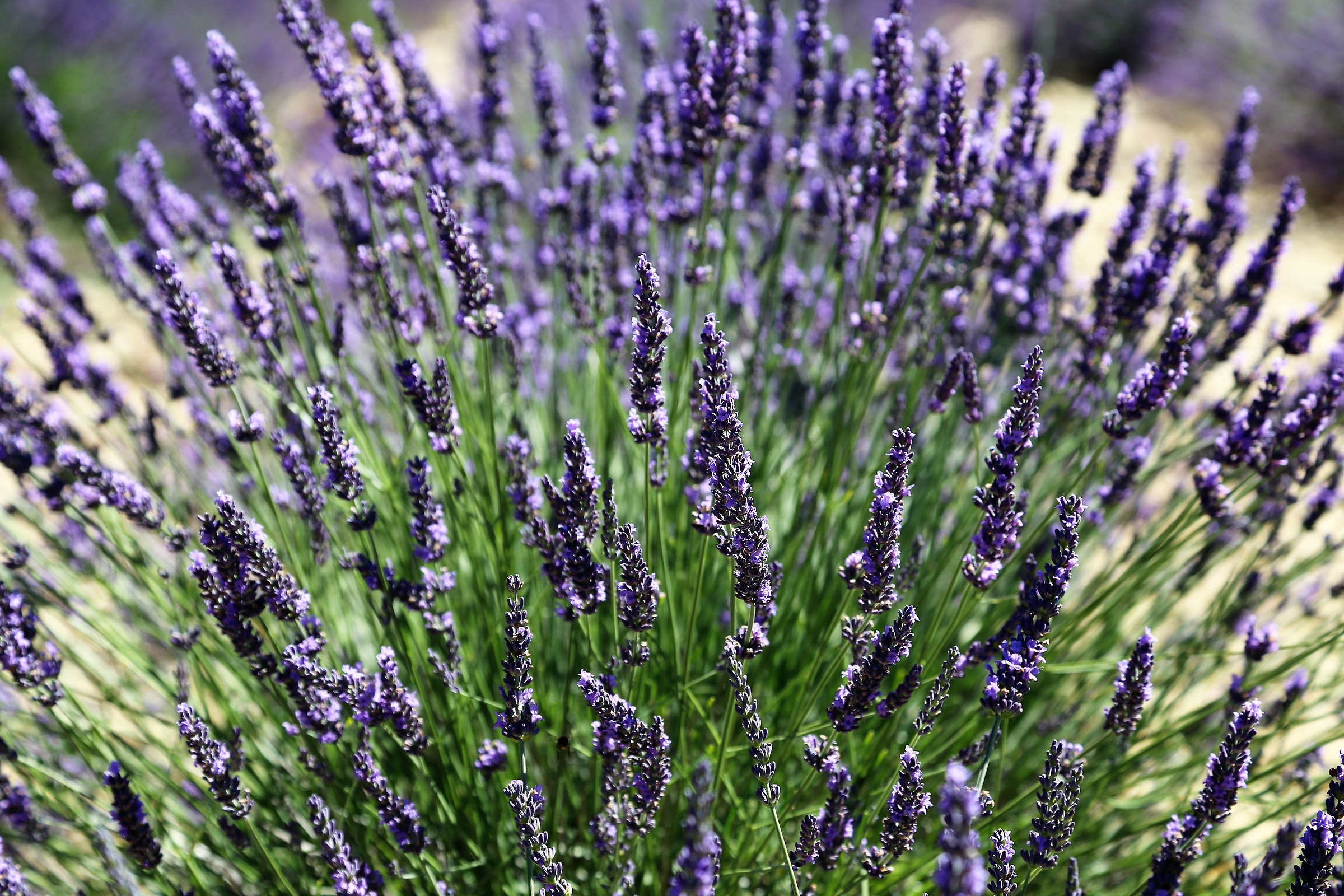 Lavanda2...