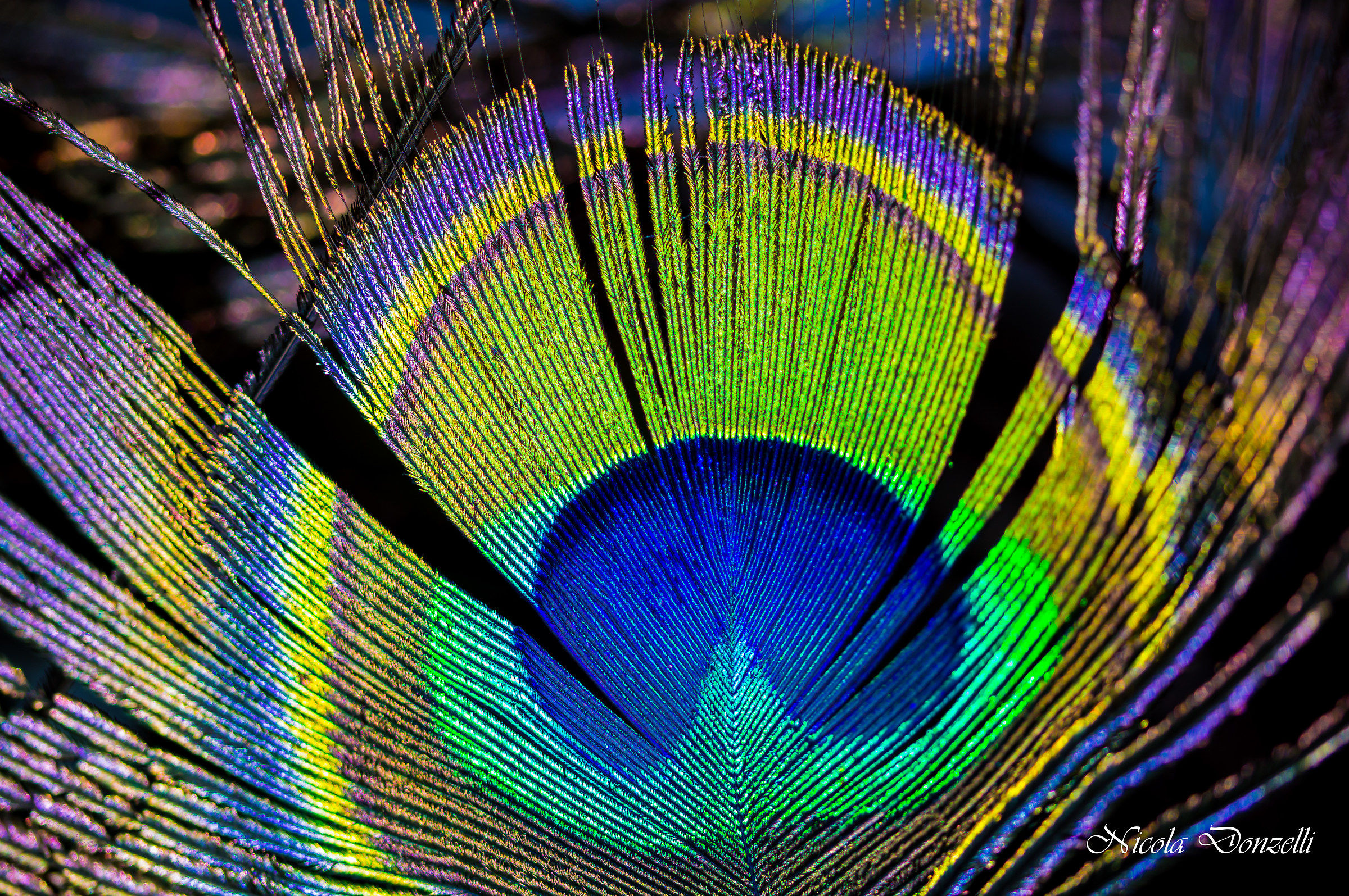 peacock feather...