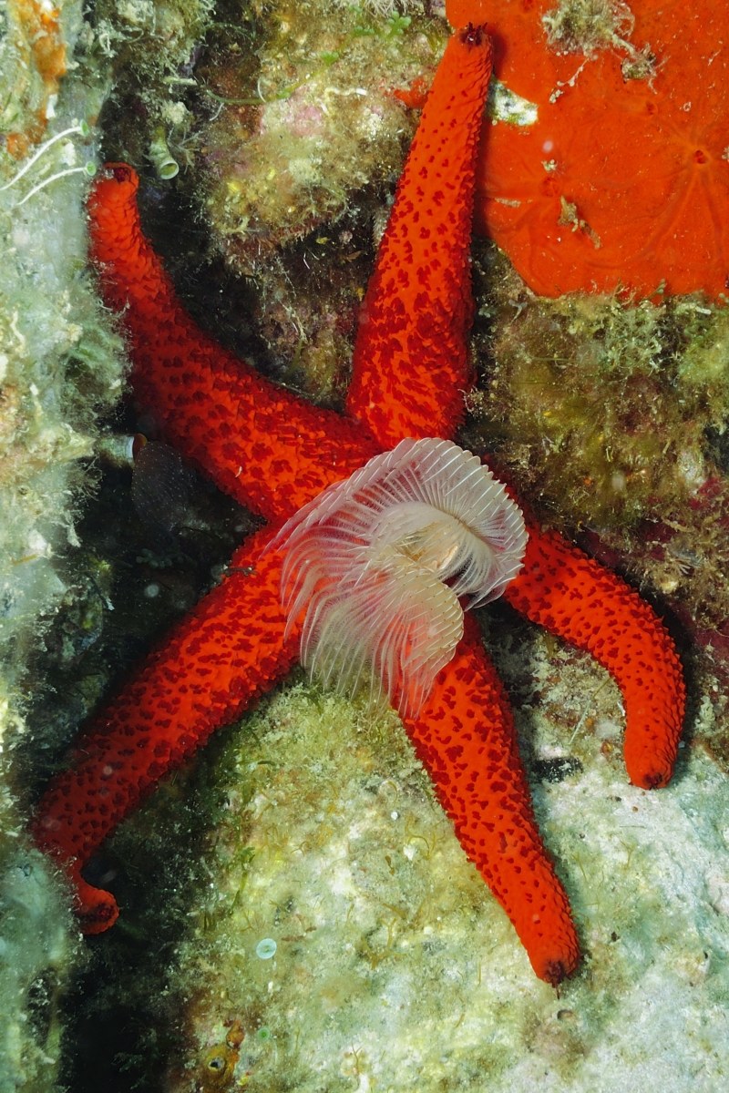 Protula stellar...