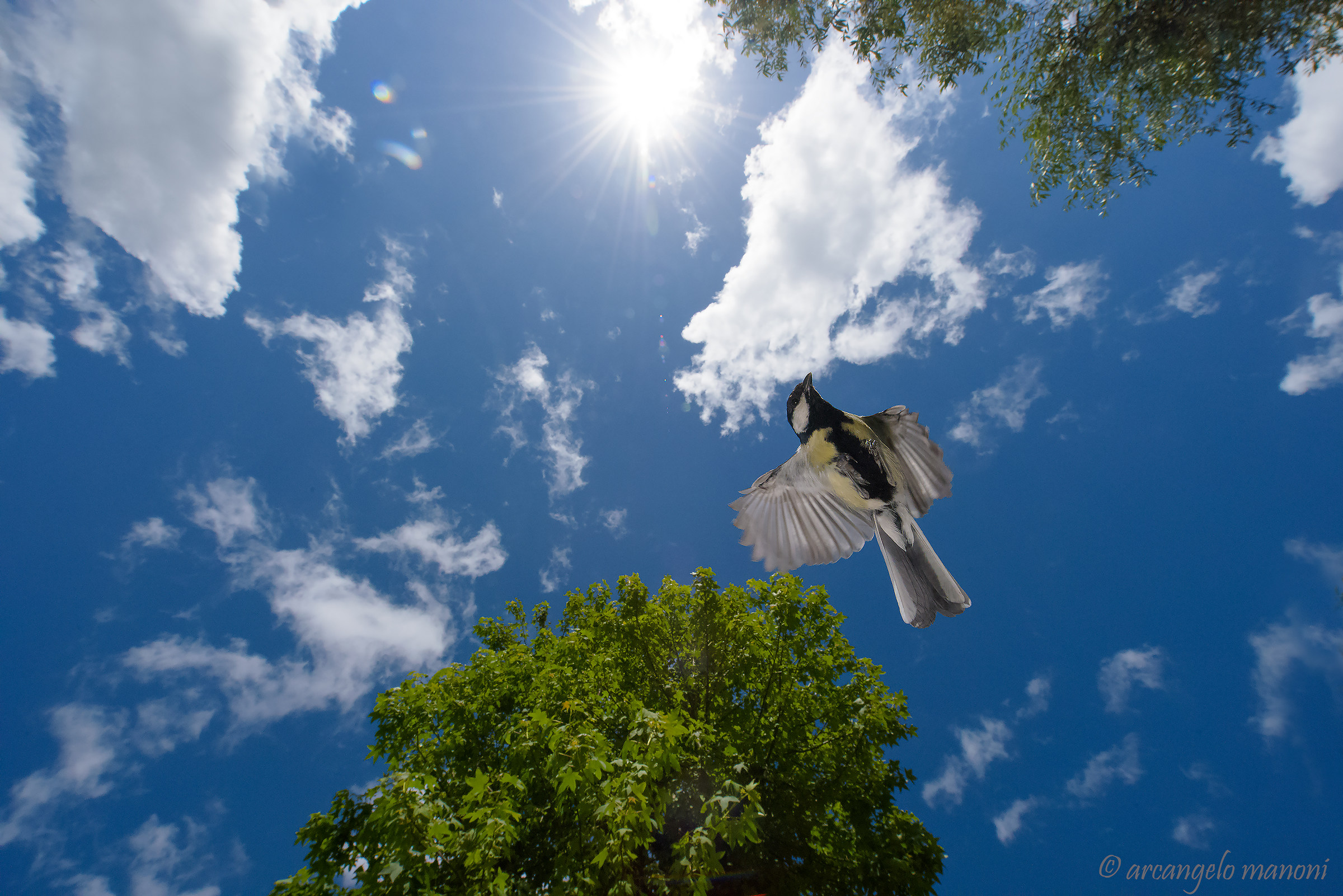 How parachuted from the sun...