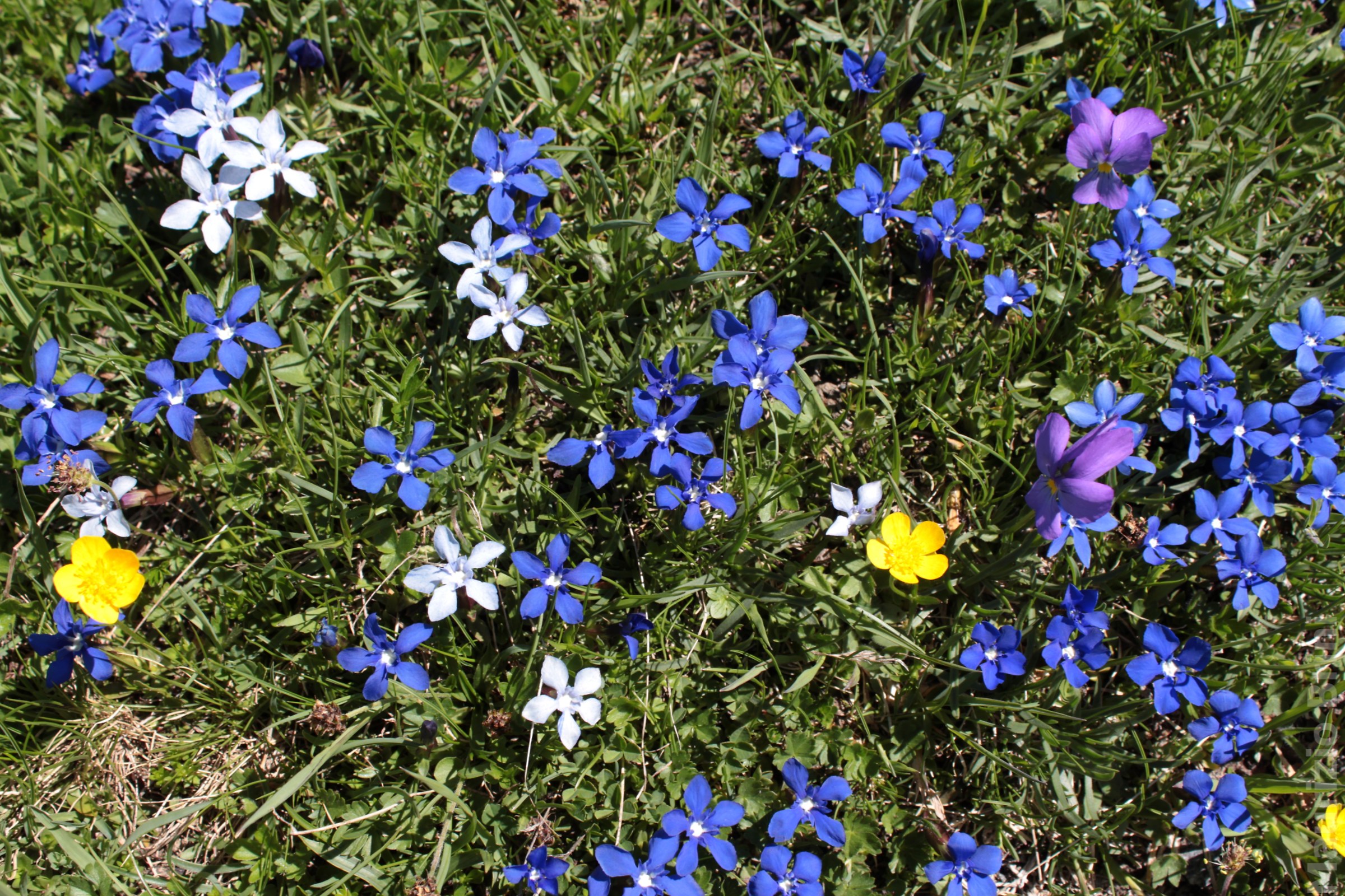 Color in the pasture...