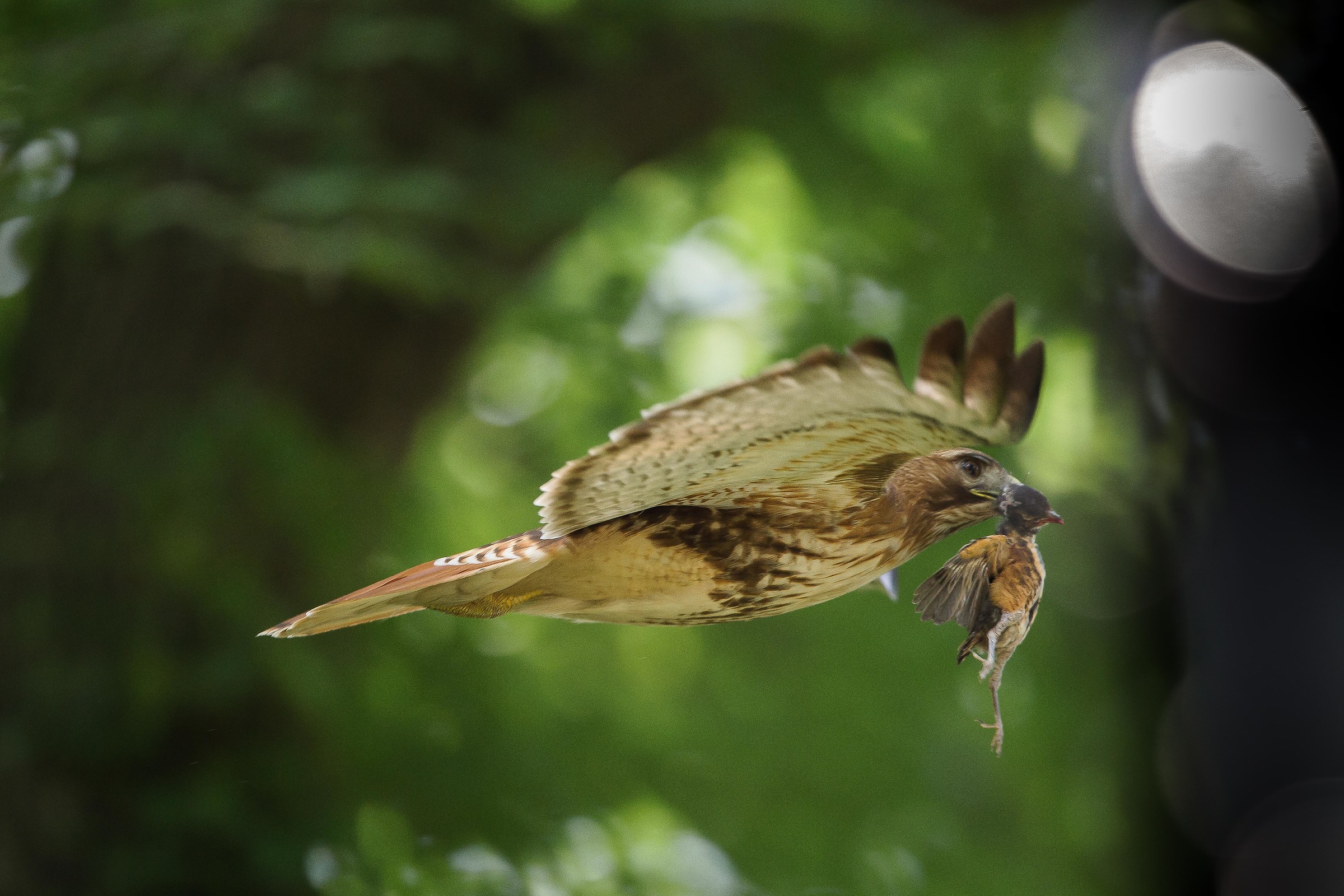 Red Hawk in hunting...