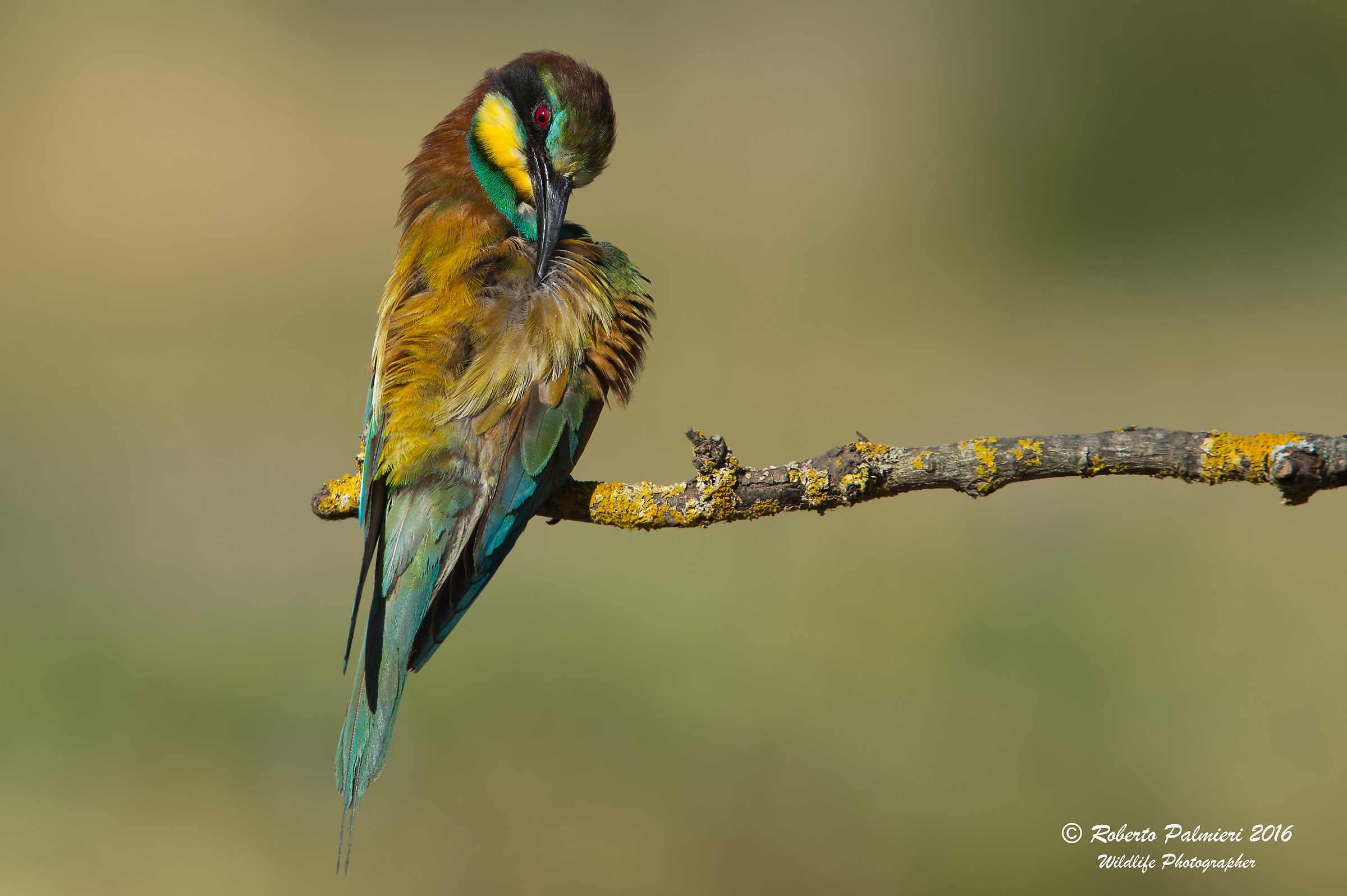 Gruccione (Merops apiaster)...