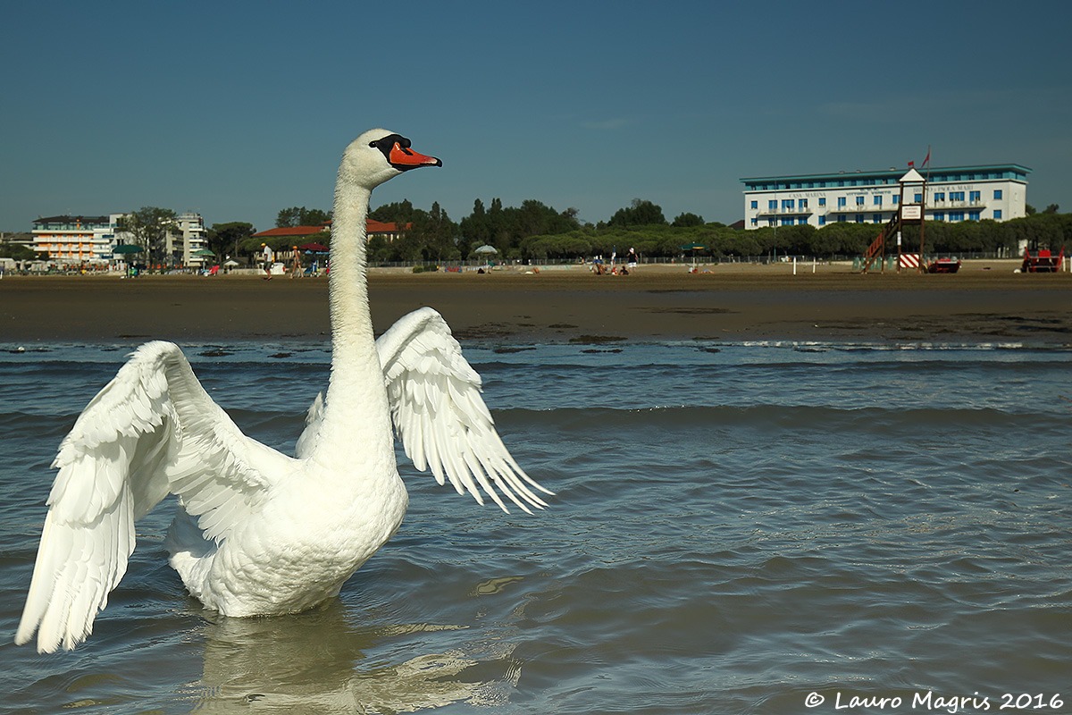 Mr. Swan on vacation...