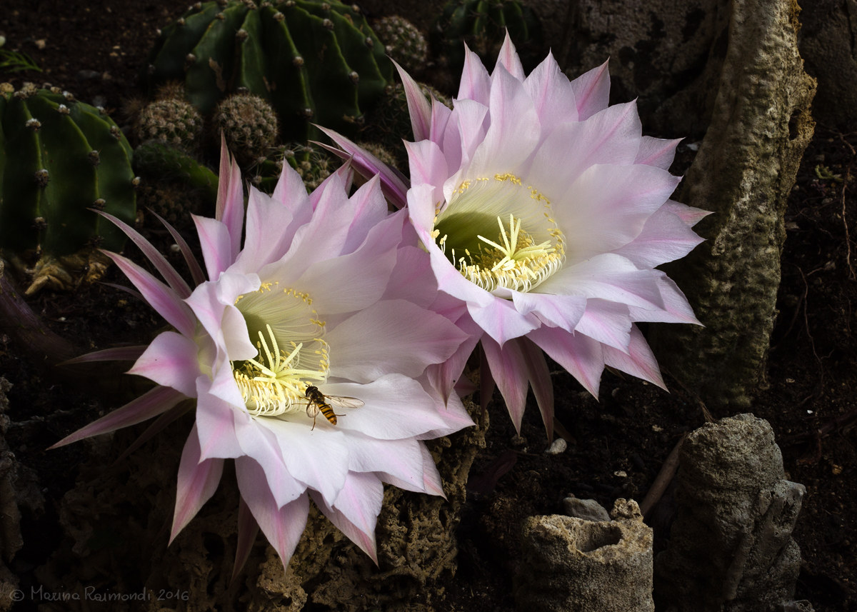 cactus echinopsis_l'emozione day 04...