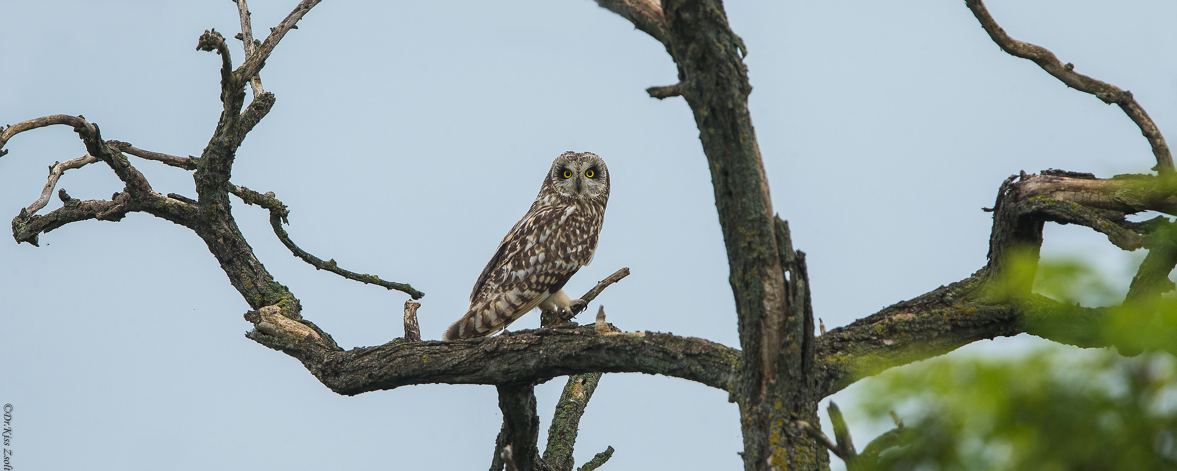 Short-eared owl...
