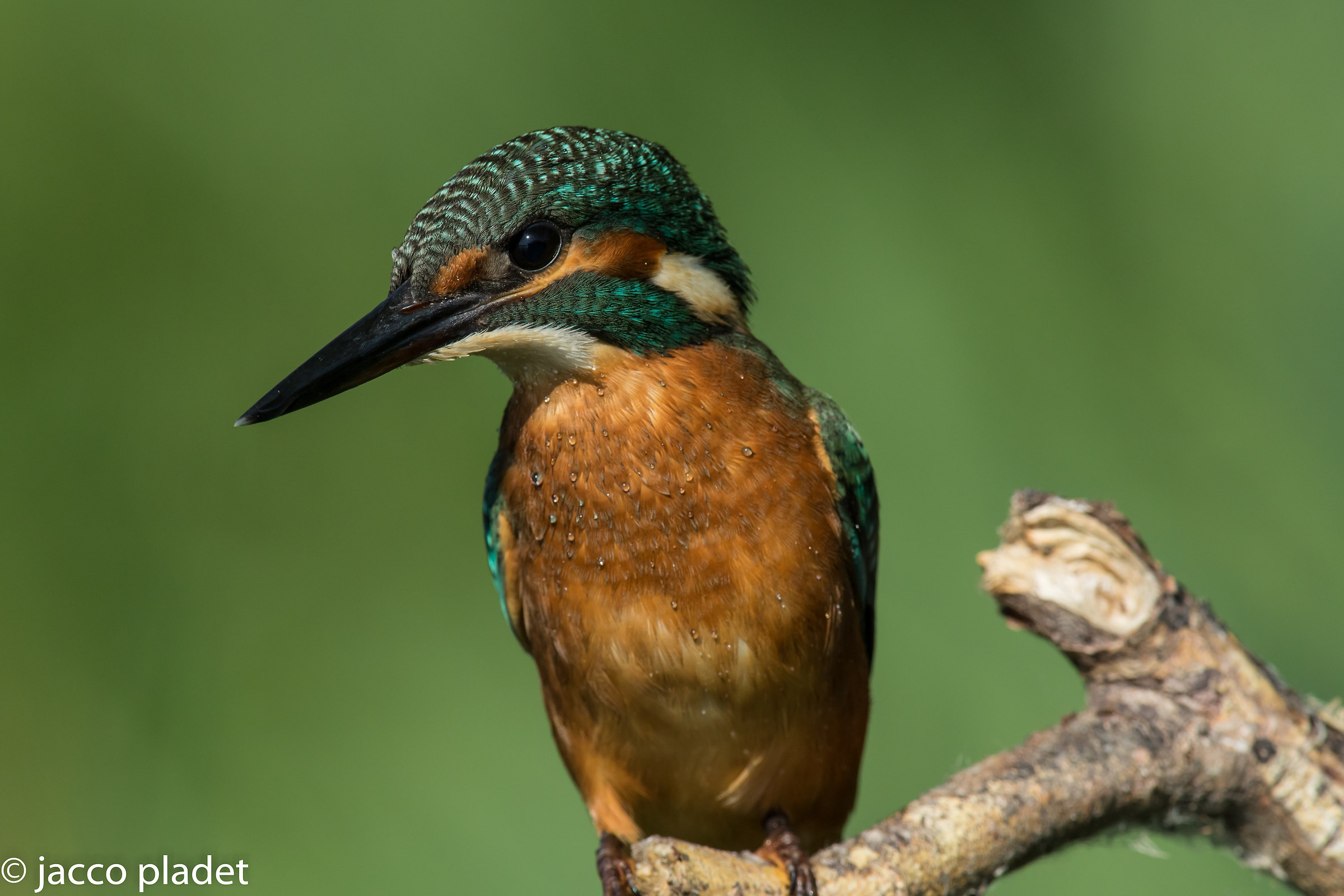 Uncroped wet kingfisher...