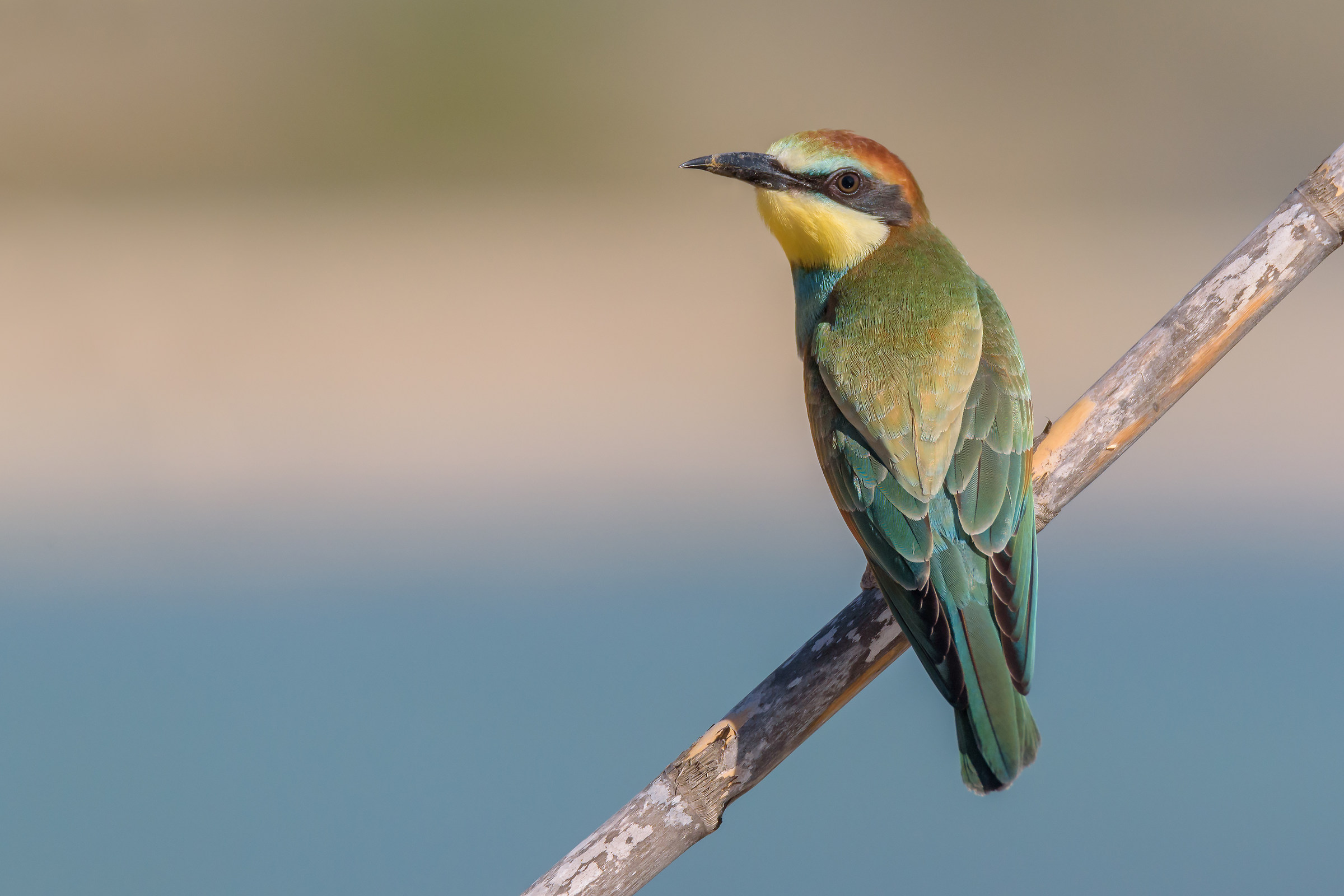 young bee-eater...