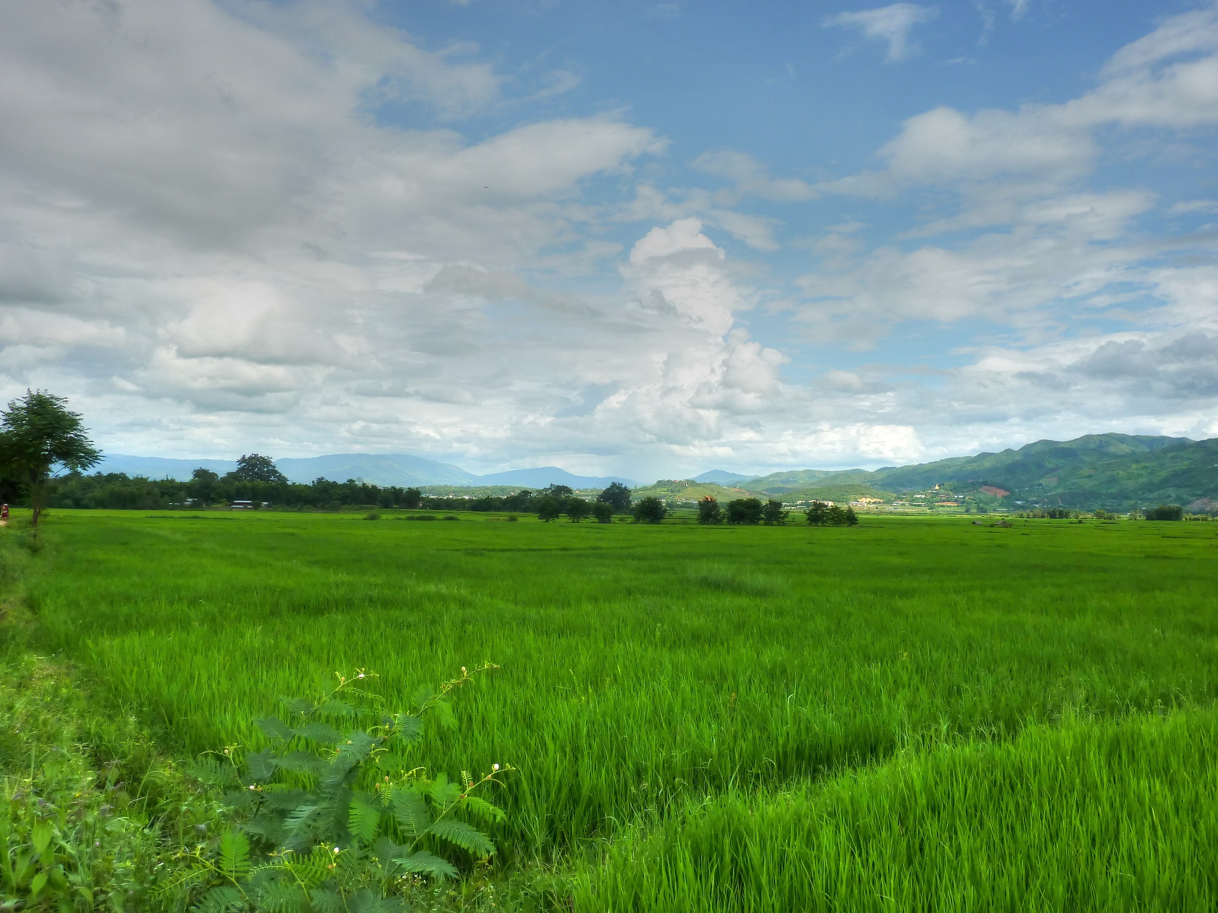 Rice fields near Kengtung...