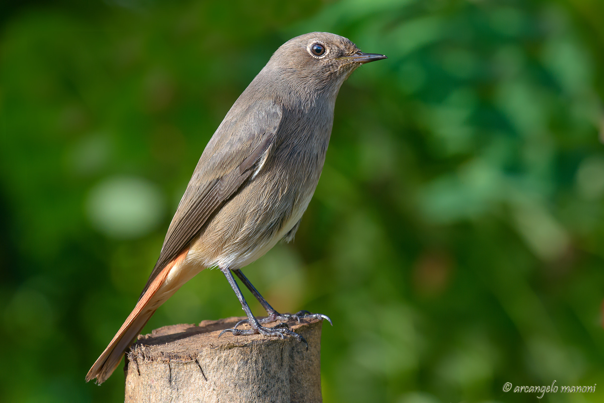 Redstart female...