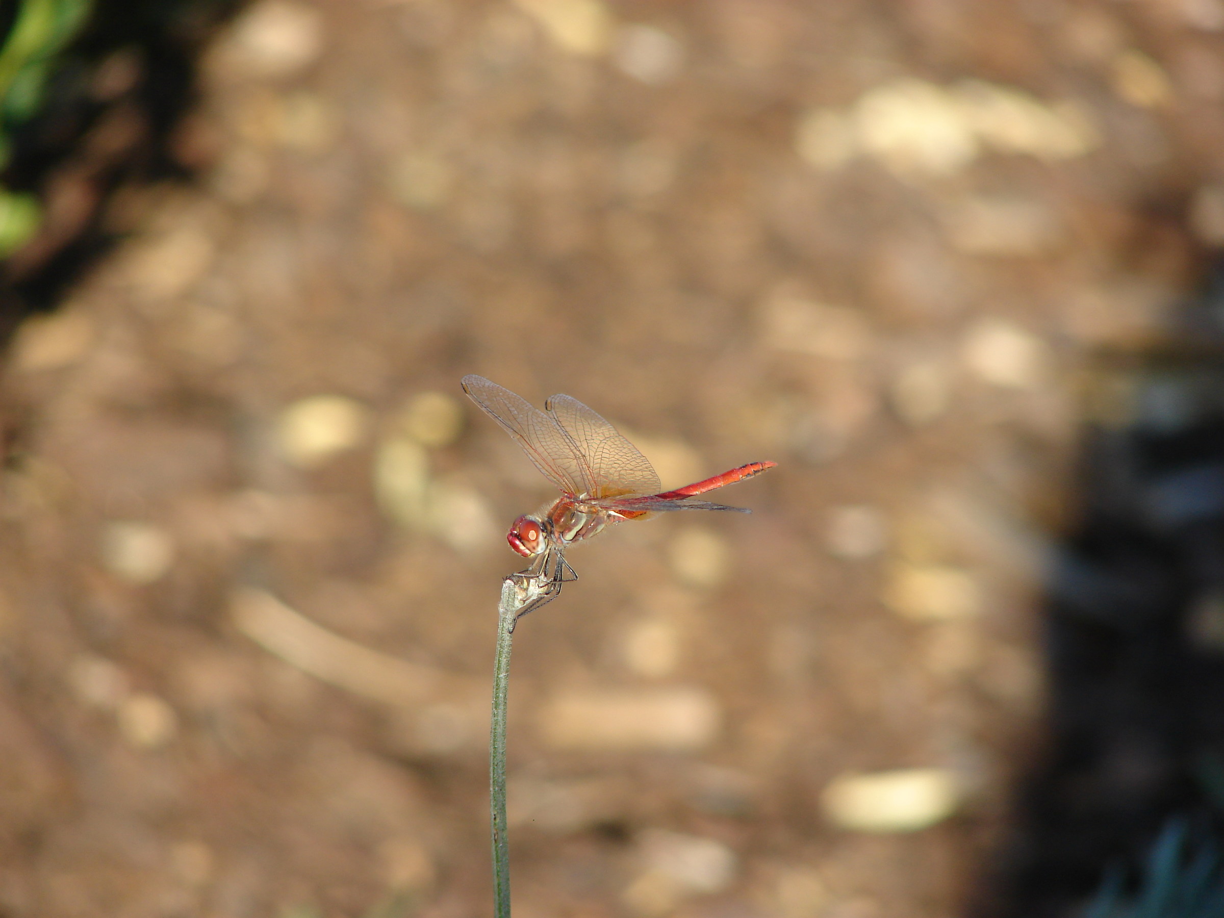 Dragonfly...